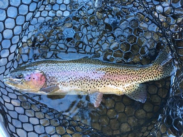 Park City Anglers