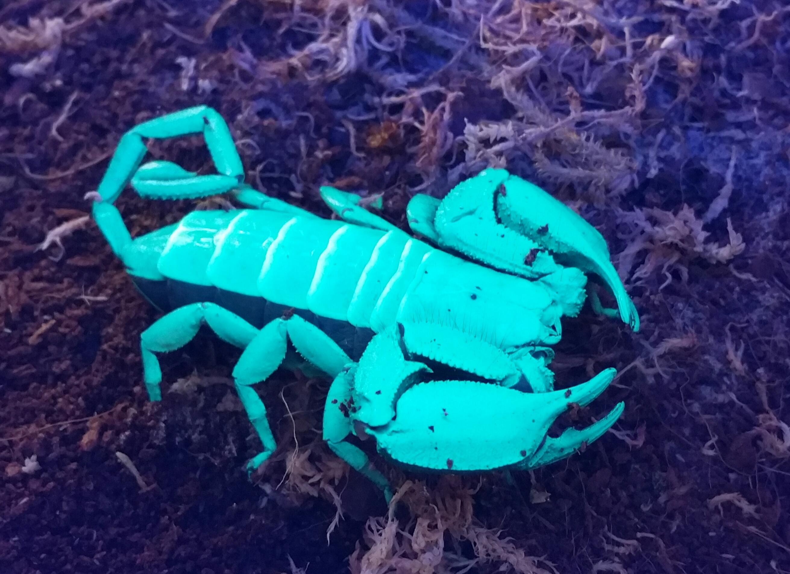 Dr Beynon's Bug Farm