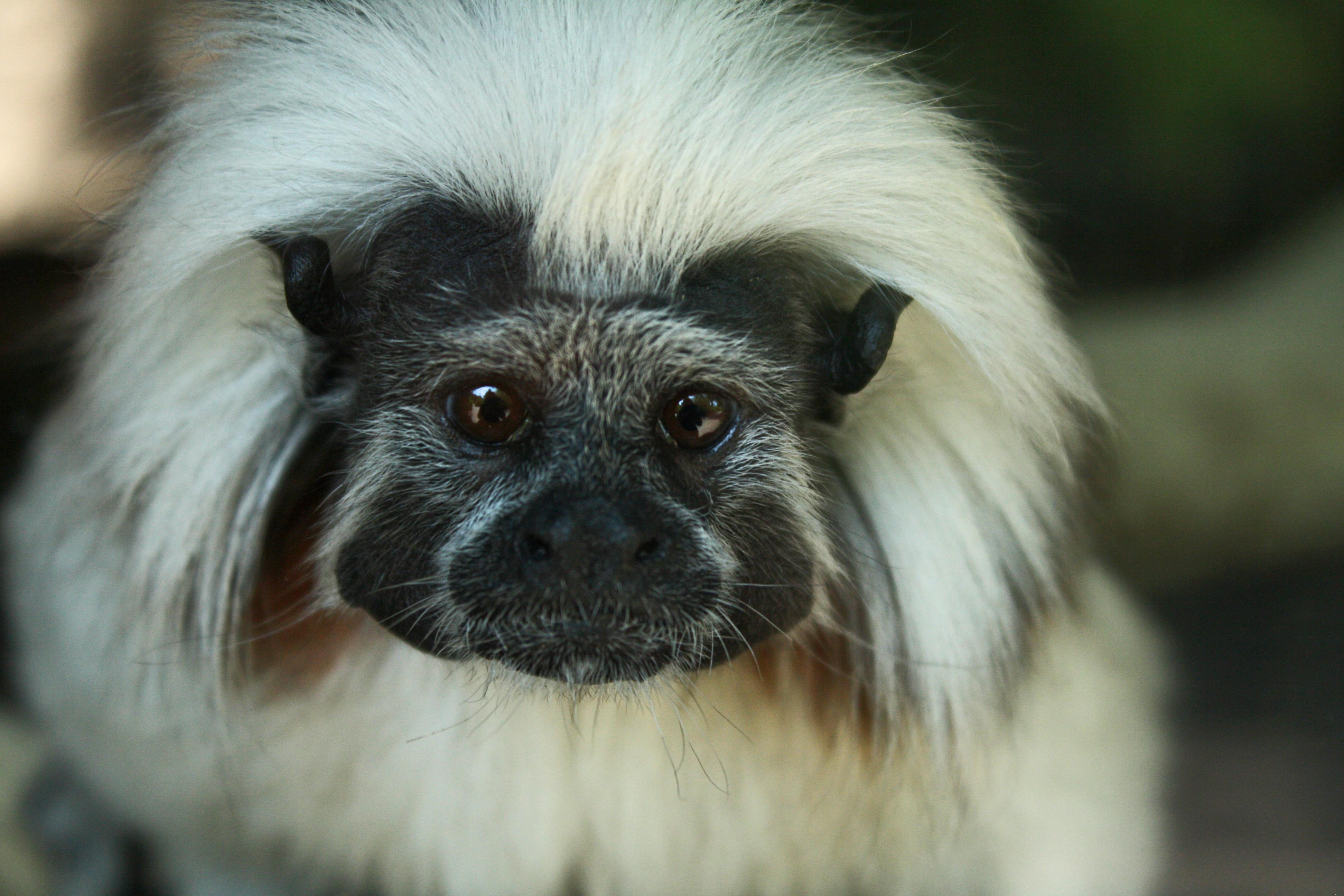 Saginaw Children's Zoo