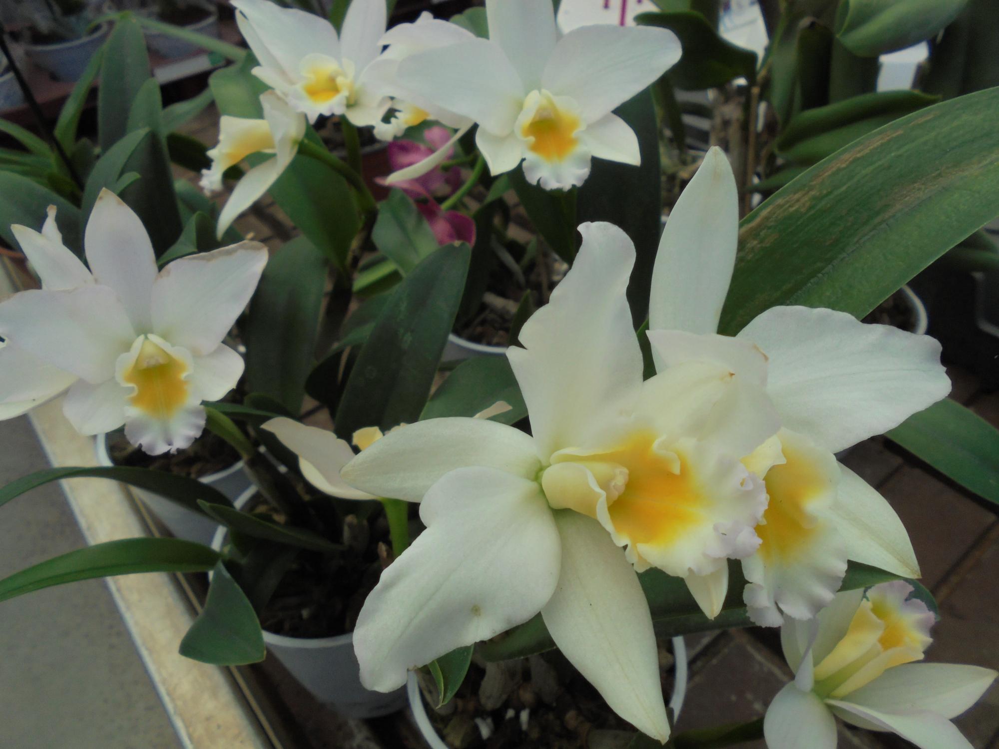 Emsflower Schmetterlingsattraktion