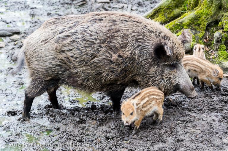 Wildgehege Moritzburg