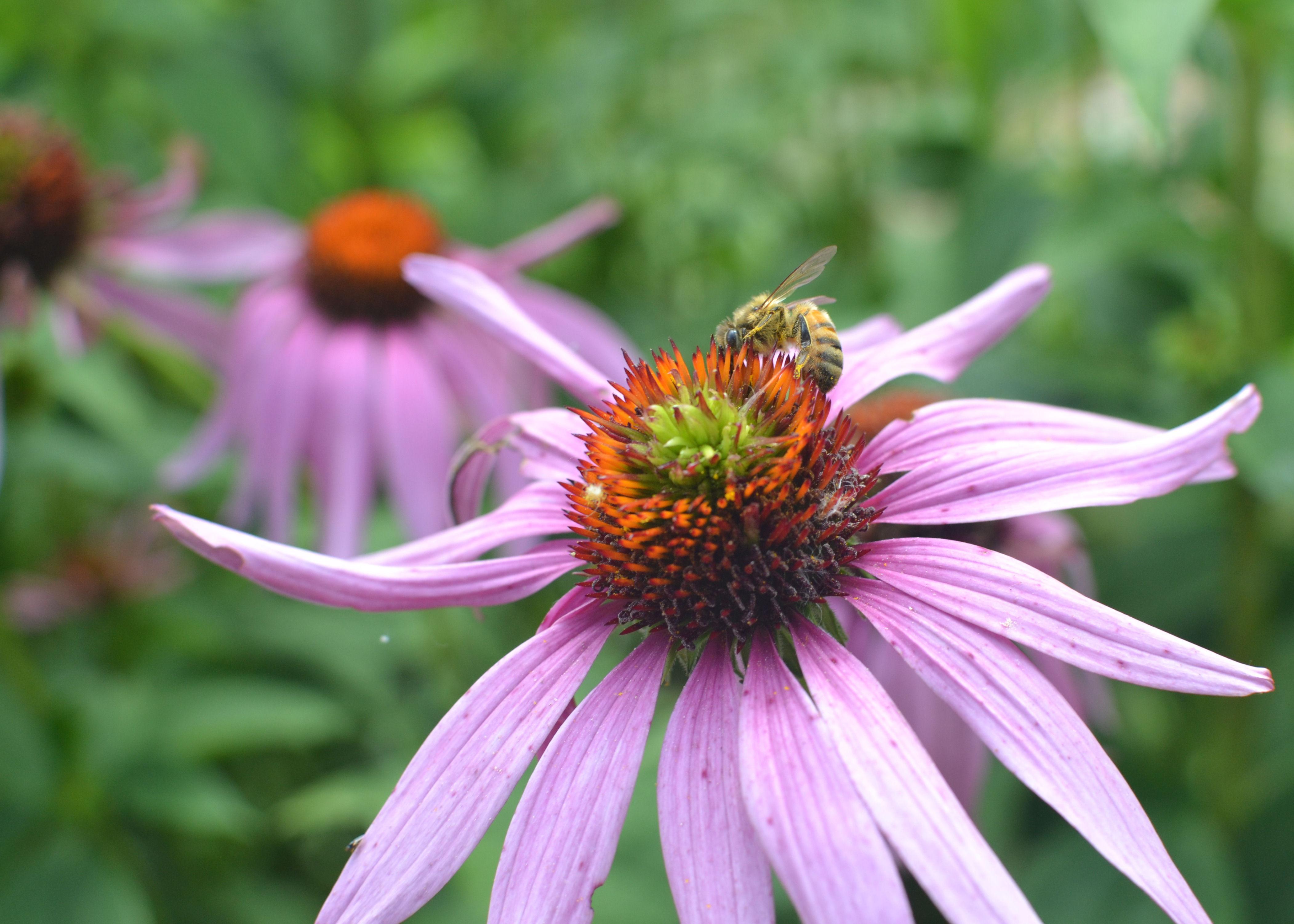 Nith Valley Apiaries Inc.