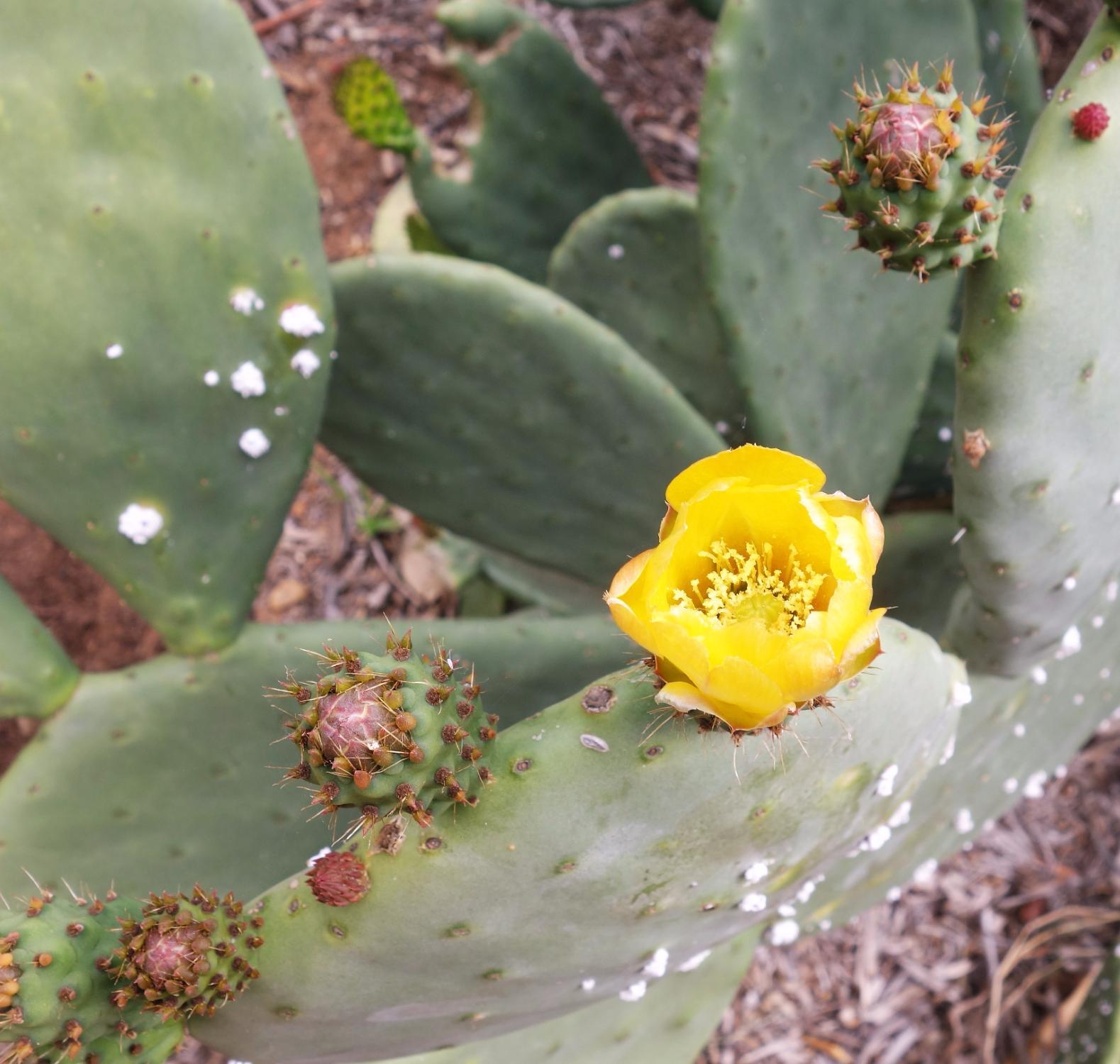 Trees for Health Garden