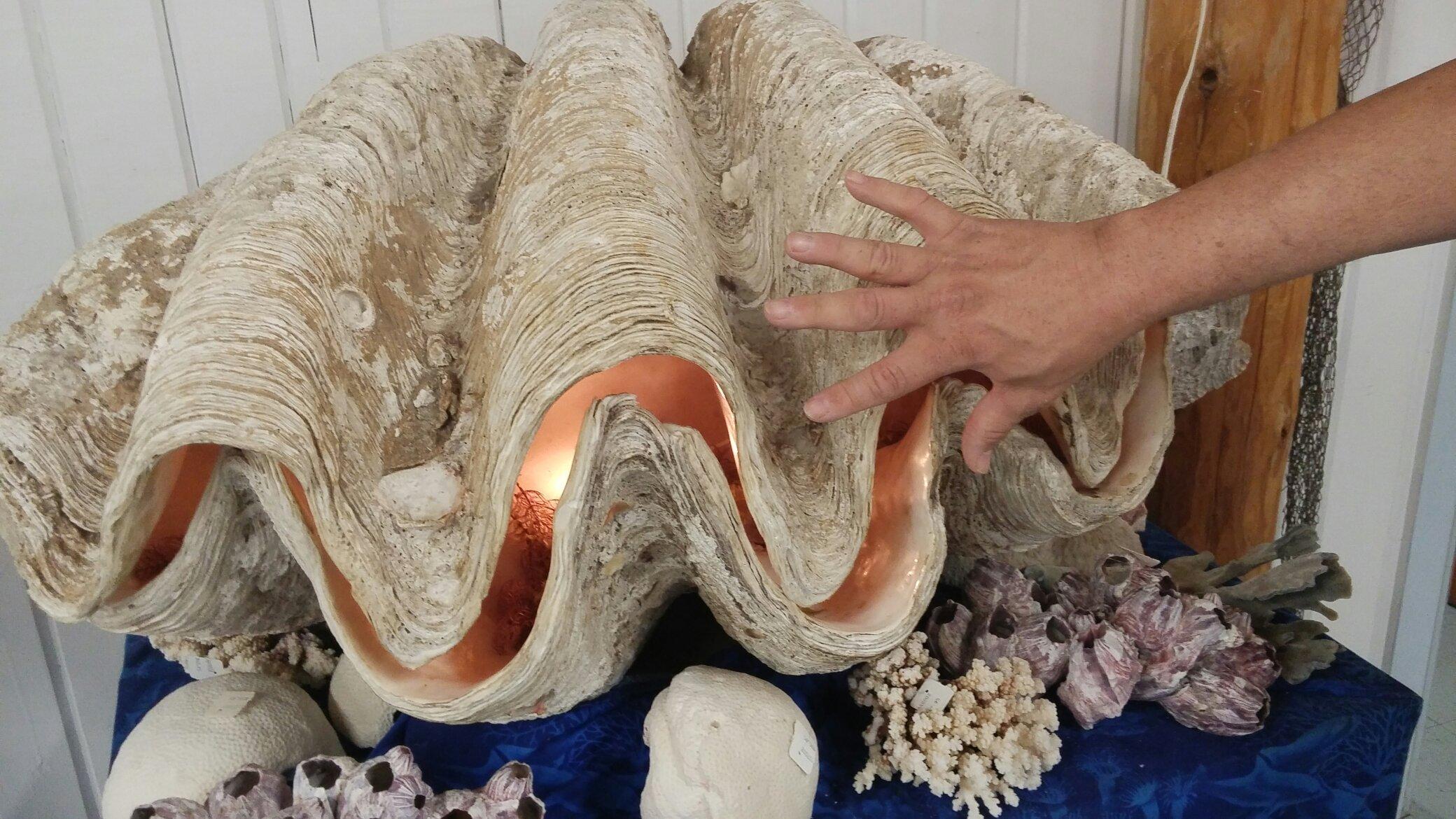 Sea Shell City