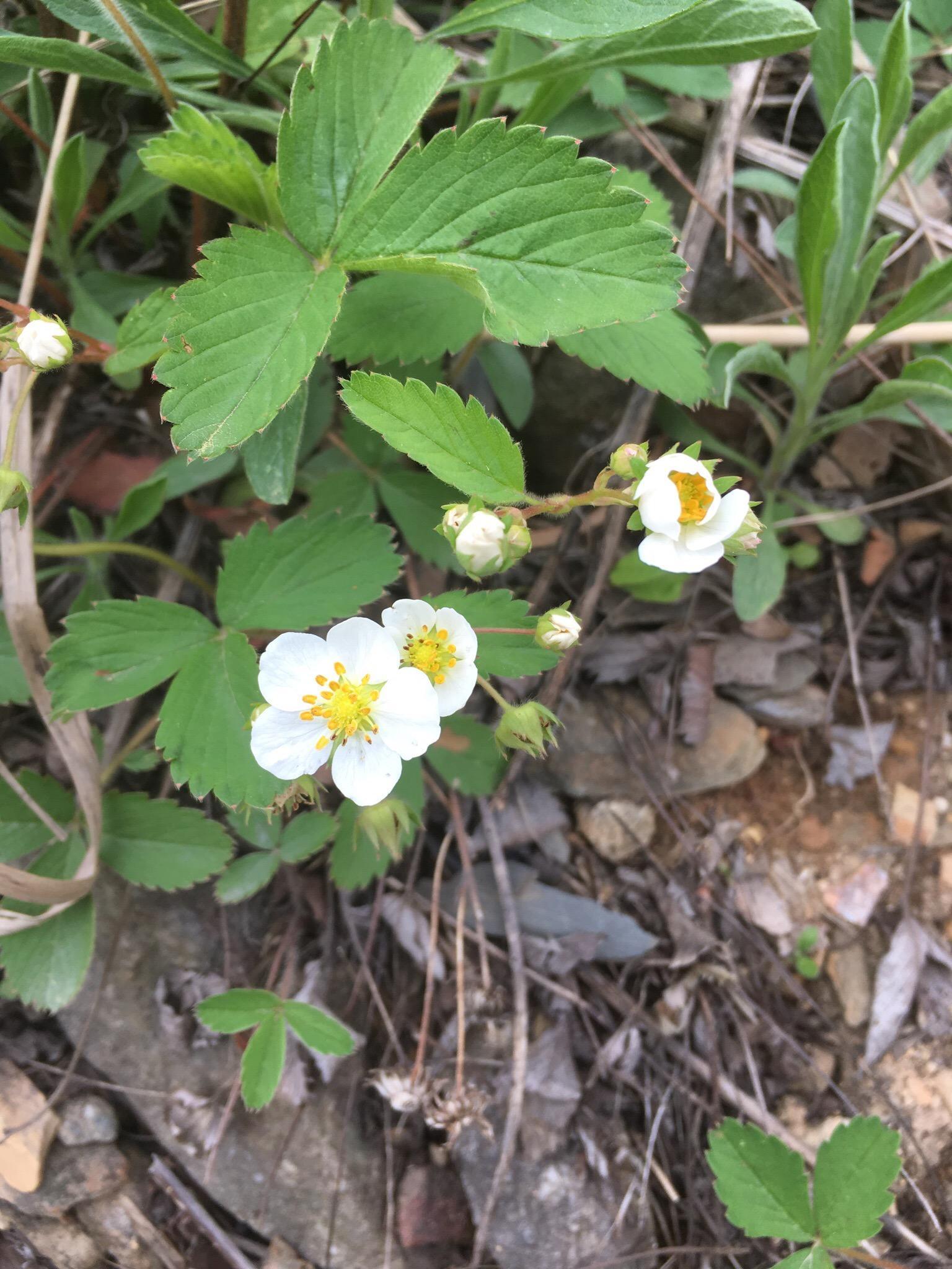 Lehigh Gap Nature Center
