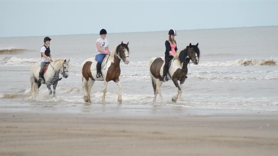 Orchard Farm Equestrian