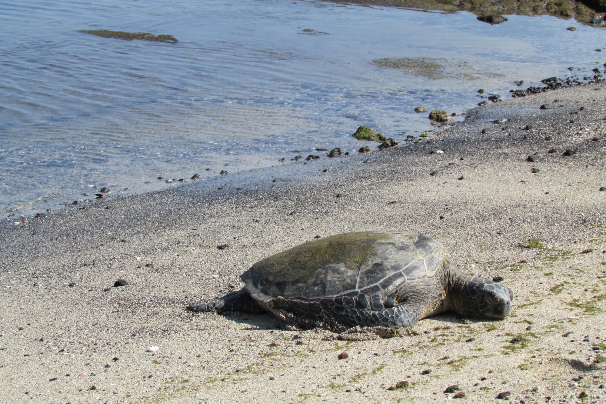 Sweet Spot Harbor Beach
