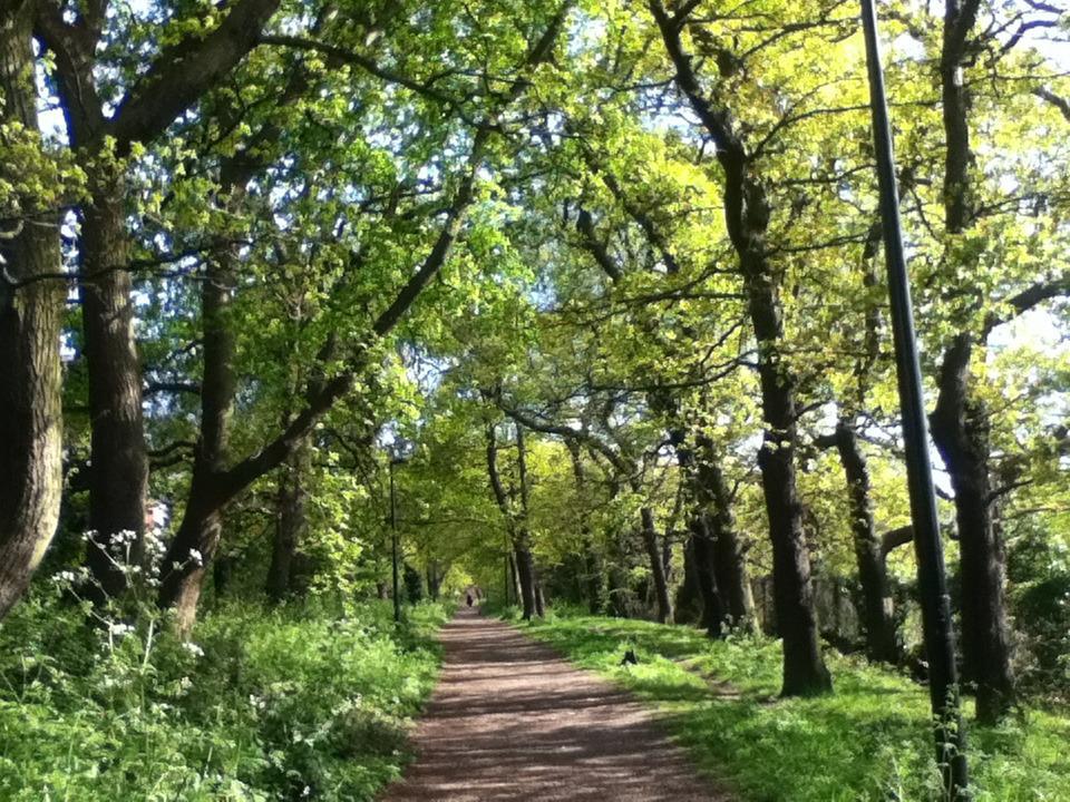 Sydenham Hill Wood and Cox's Walk