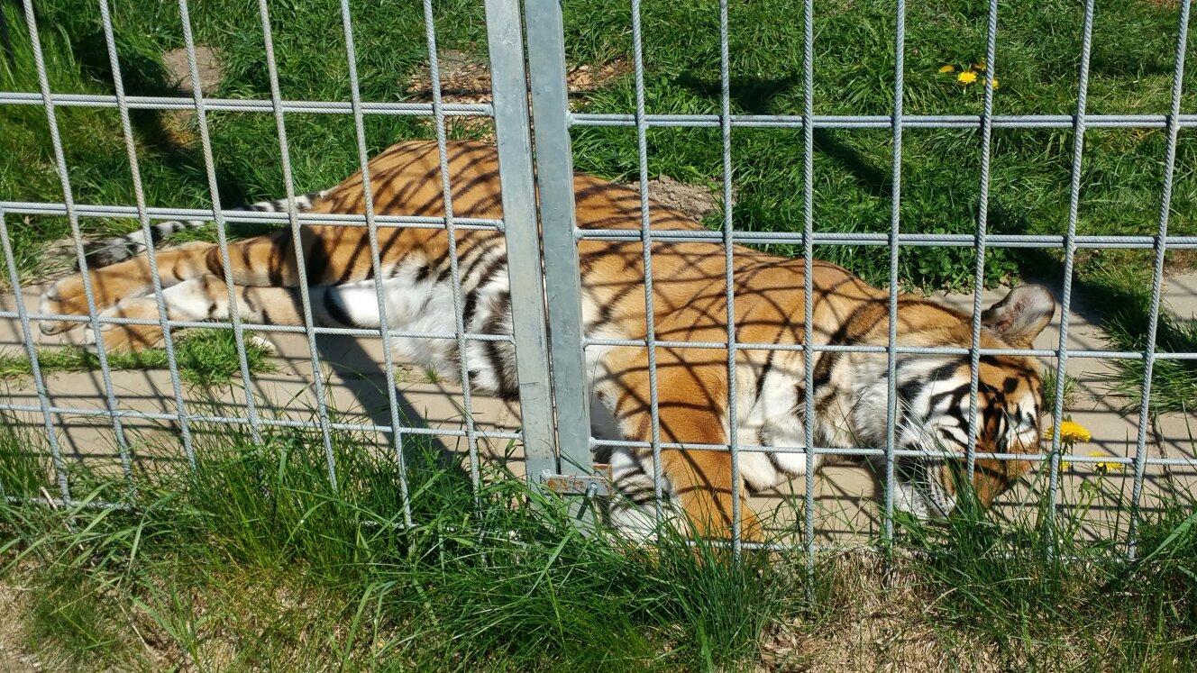 Erlebnis- und Tigerpark Dassow