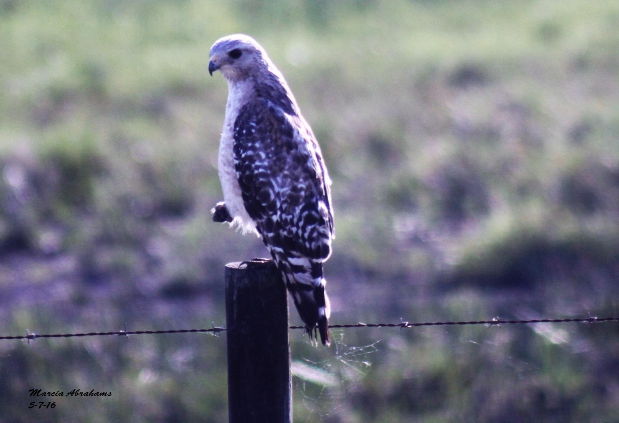 Allapattah Flats Wildlife Management Area