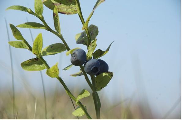 Ferme de la Monédière