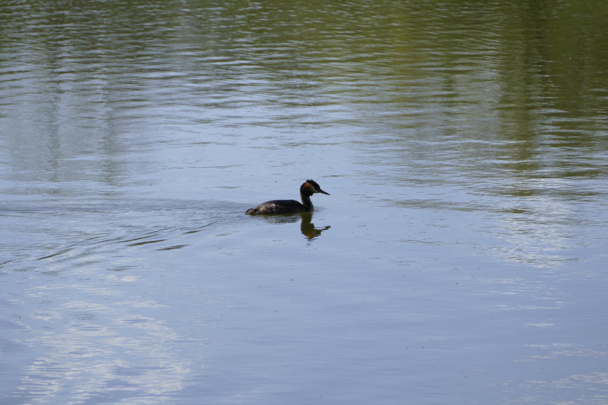 Hochhaus-Lichtspiele Hannover