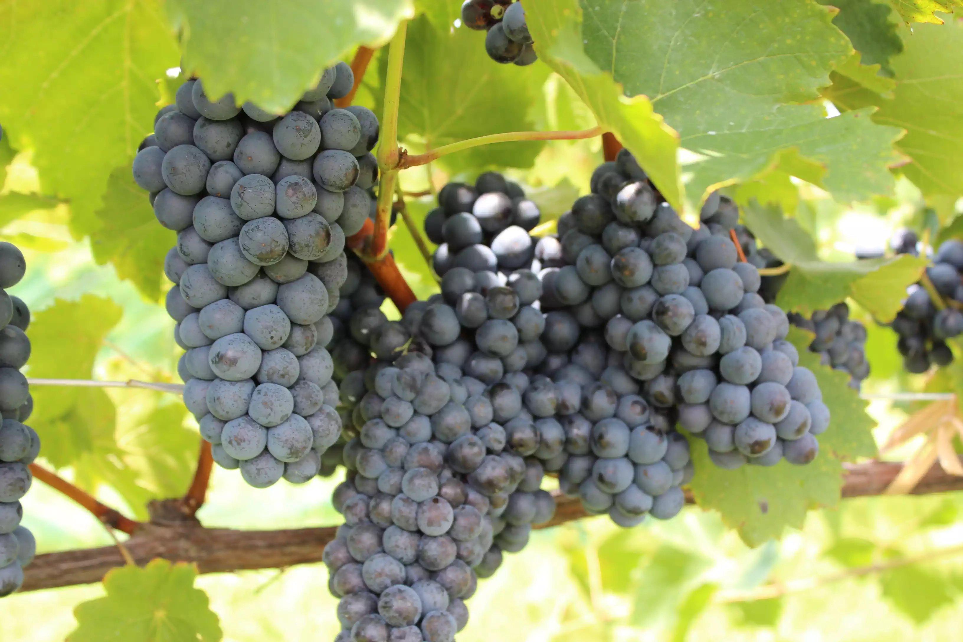 Jules J Berta Vineyards