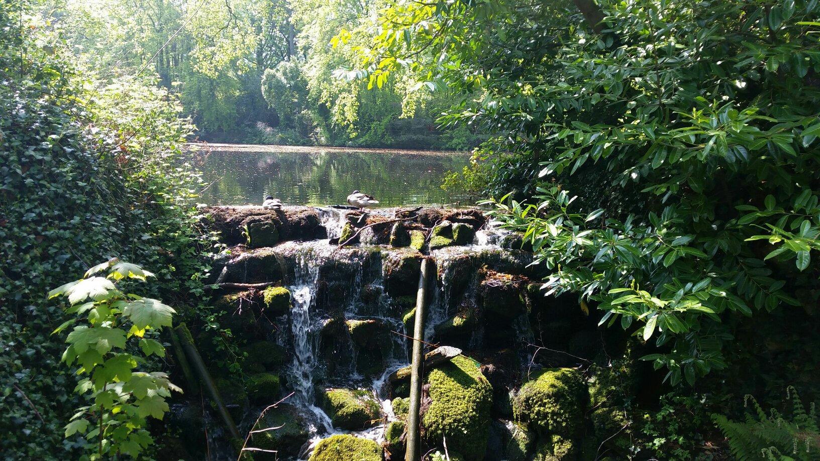 The Fairy Tree, Marlay Park