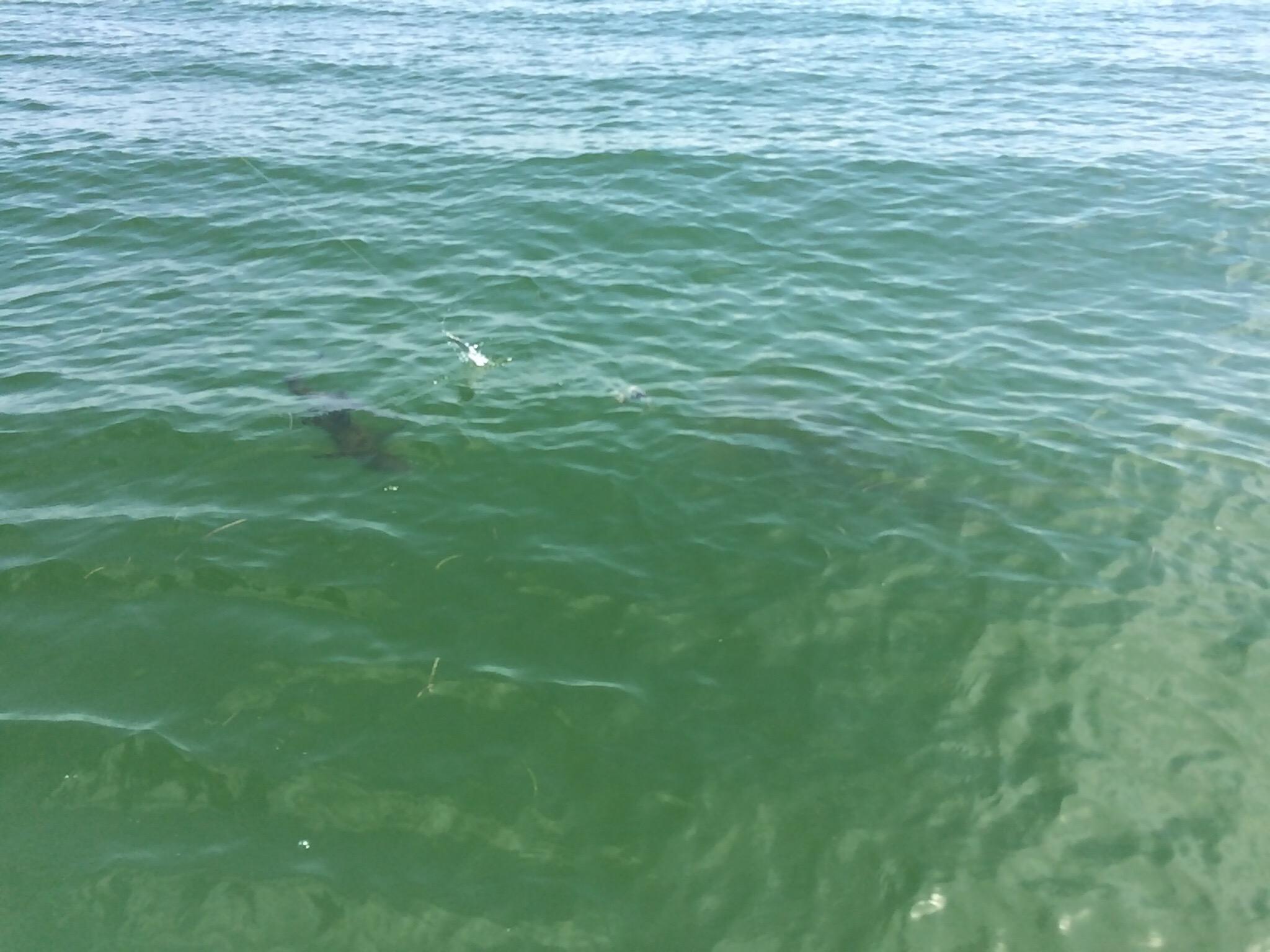 Covert Operations Fishing Charters