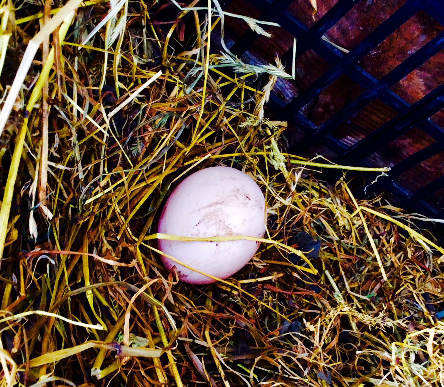 Hodowla Zwierząt i Roślin Eduardo