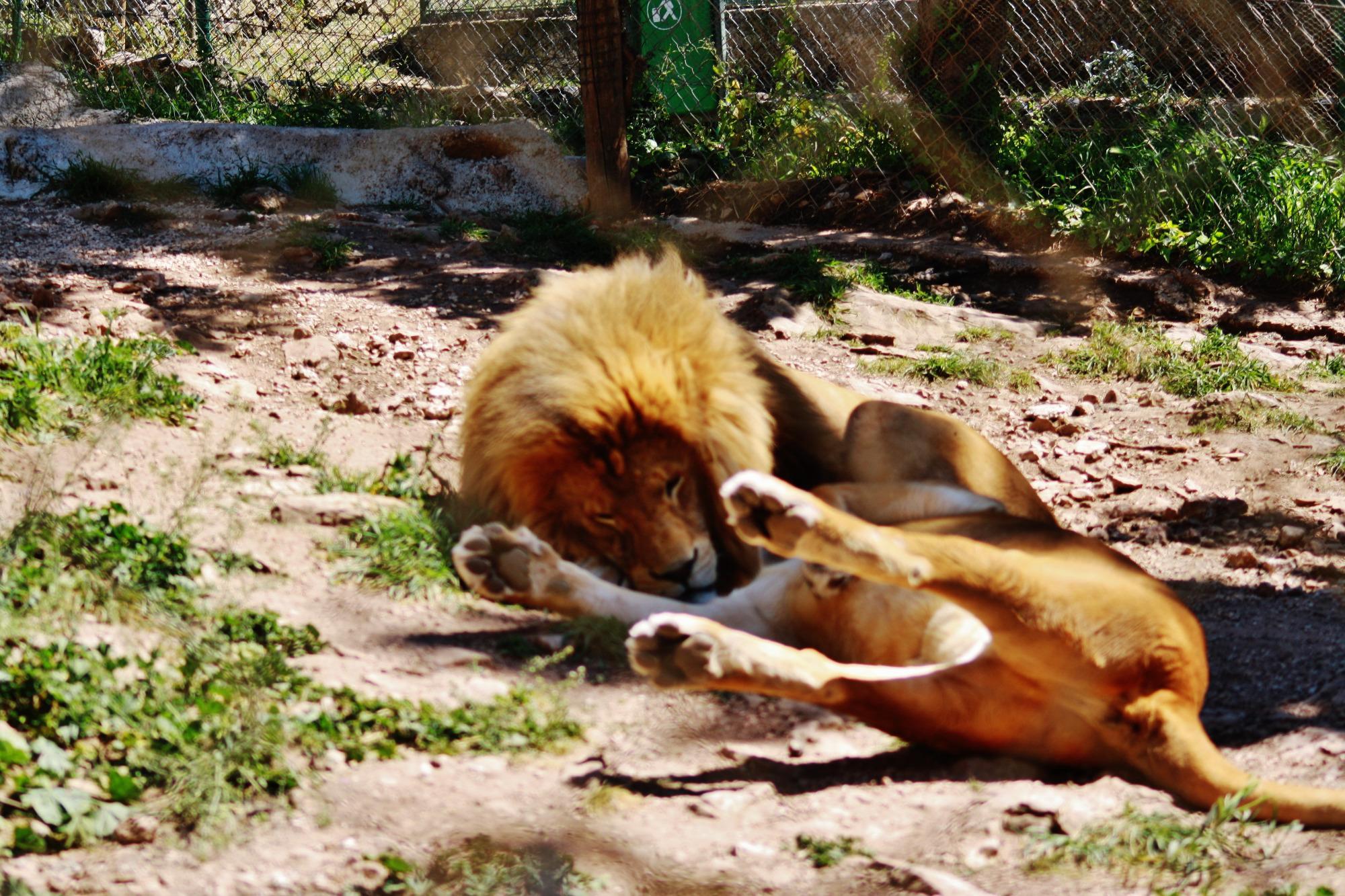 Parc Animalier du Mont Faron