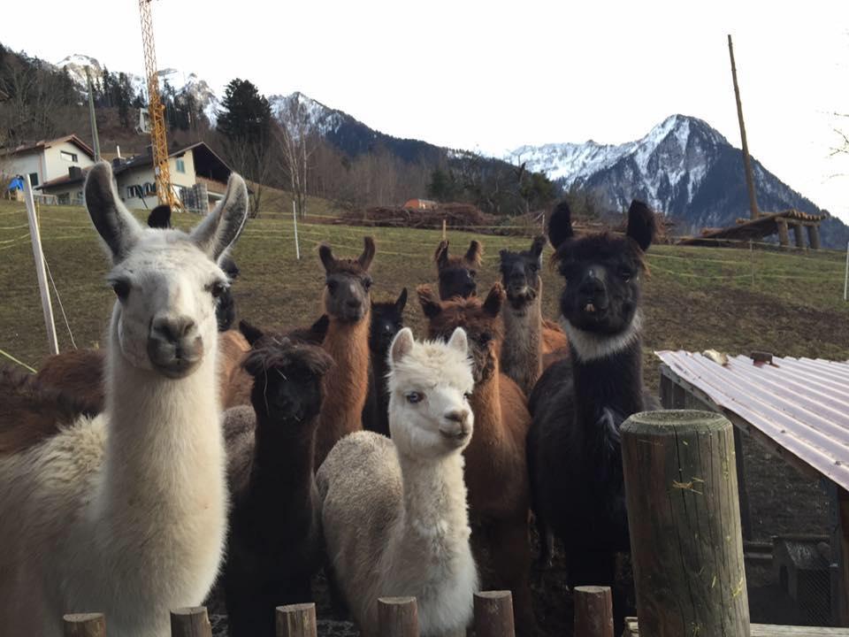 Lama- & Alpakahof Triesenberg