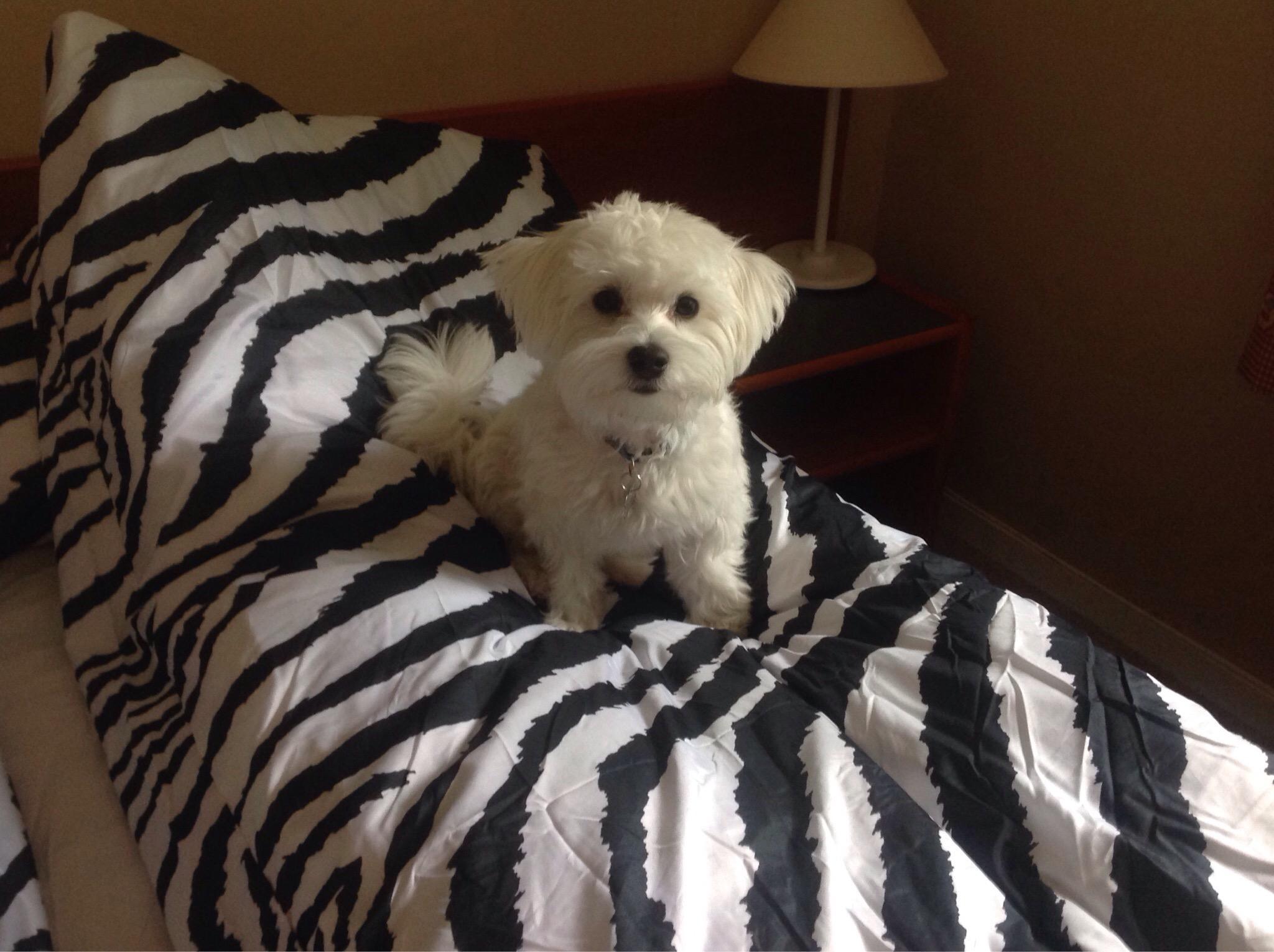 Guest House, Hoevaag Ø Hotell