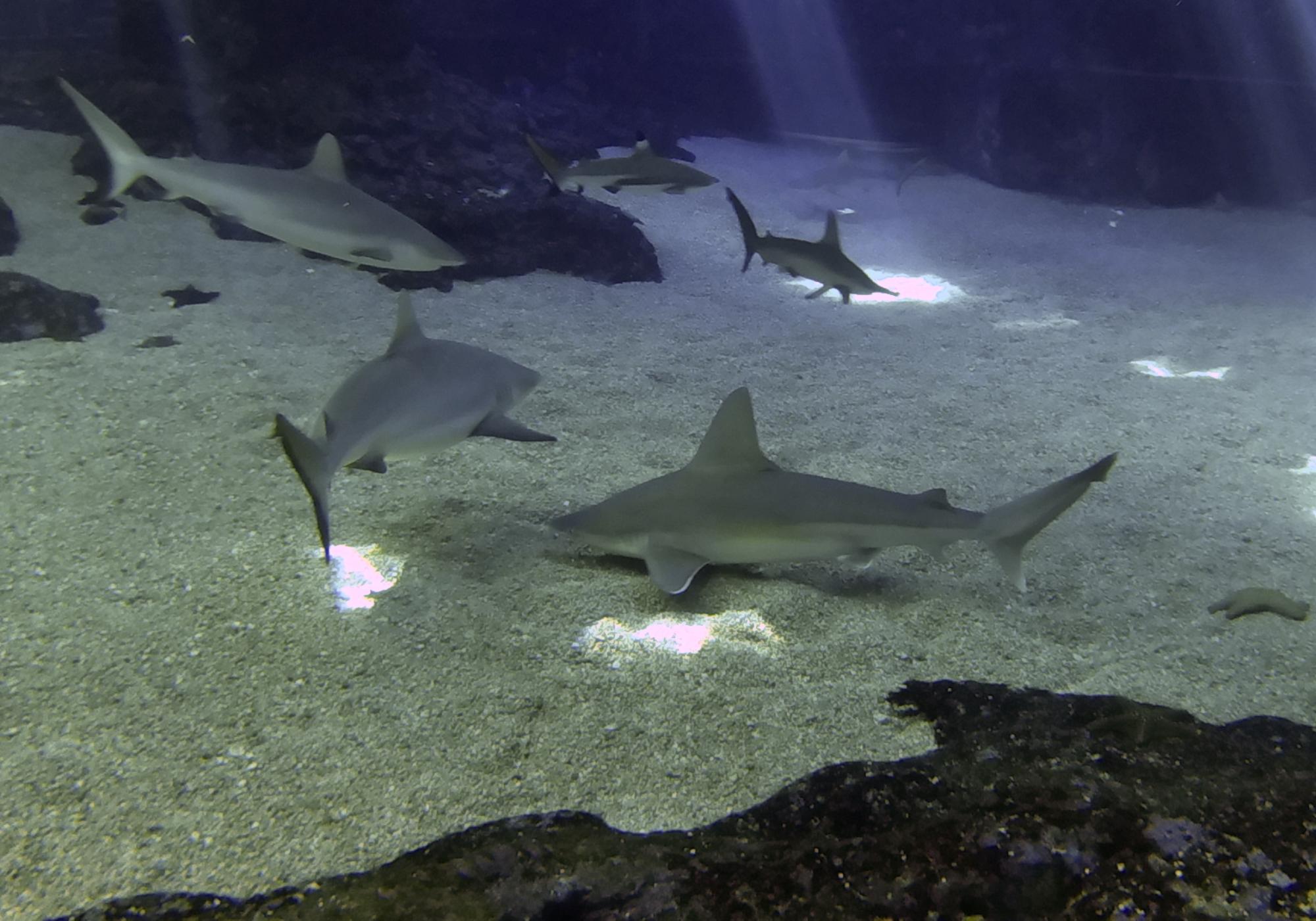 Photo by DiverTX1962