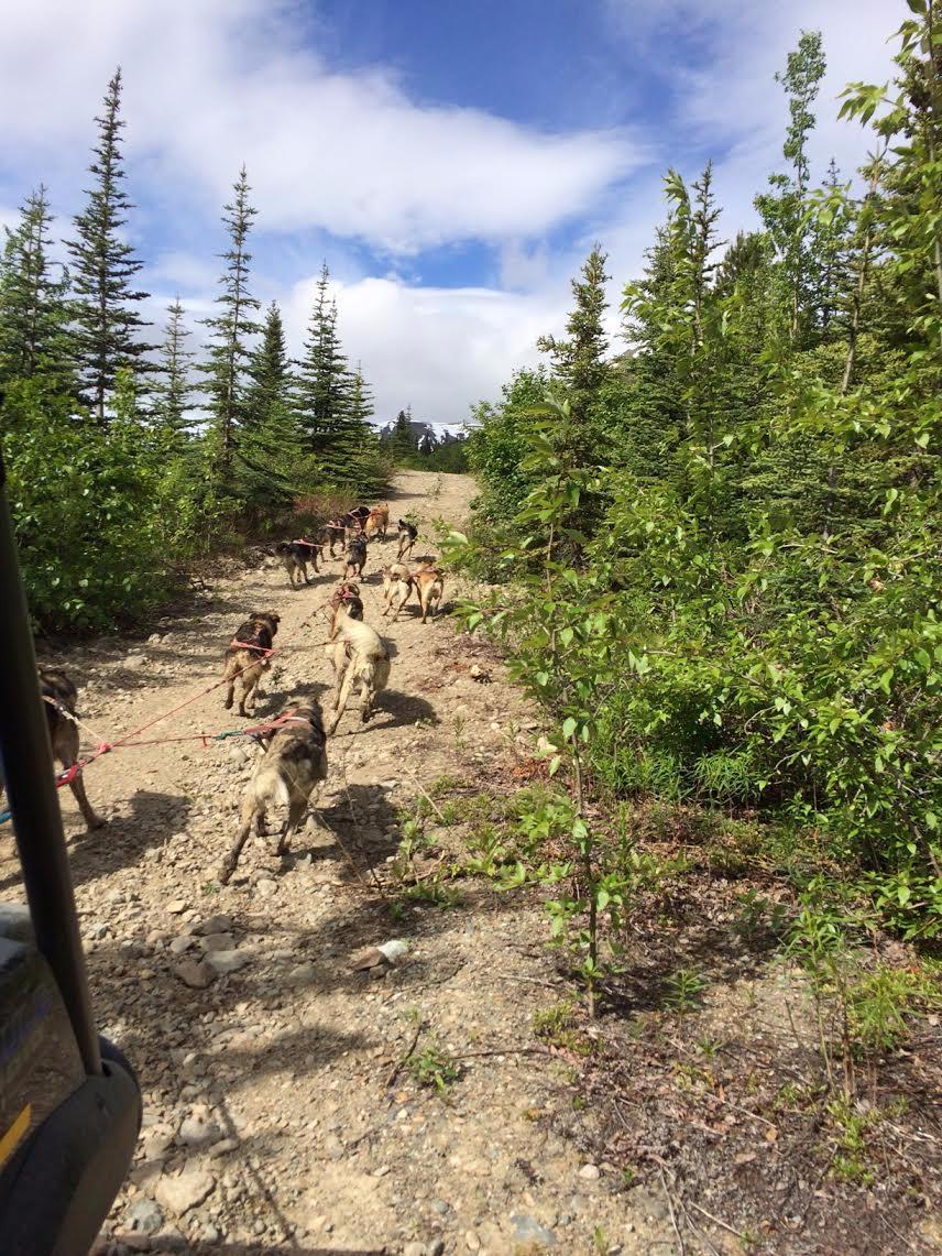 Tagish Lake Kennel