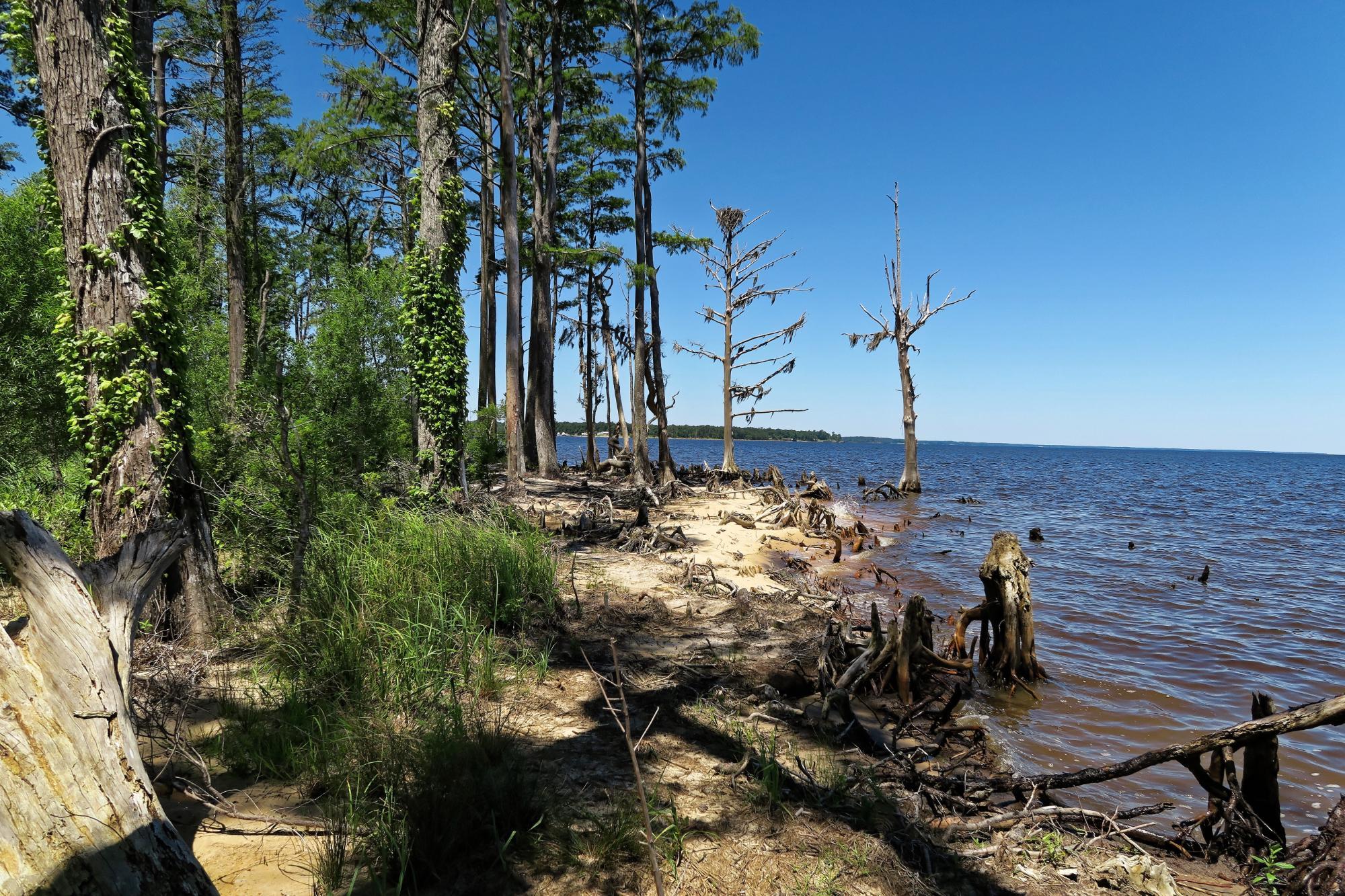 Pine Cliffs Recreation Area - Neusiok Trail