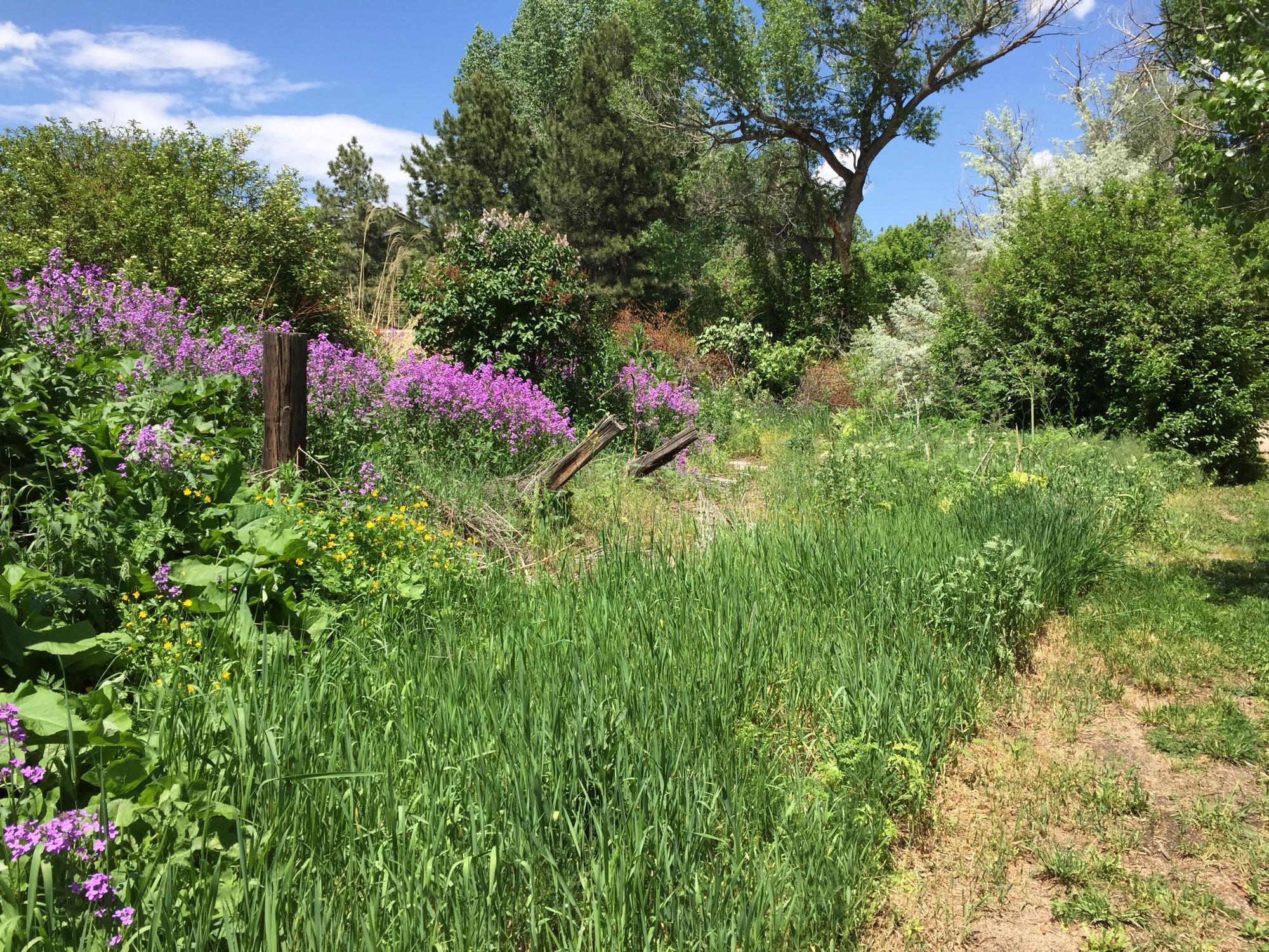 Bear Creek Greenbelt