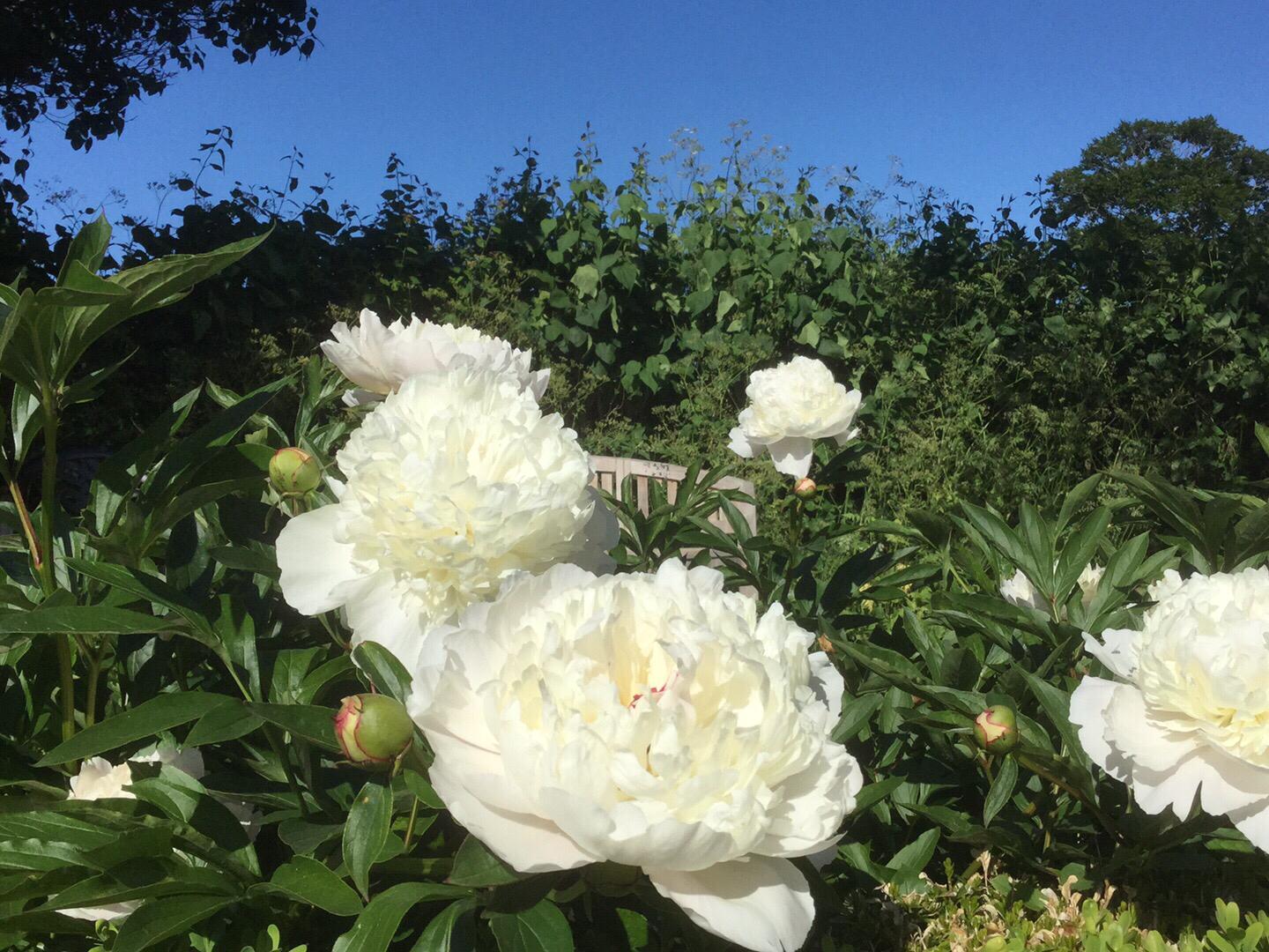 Ferieidyl, Marianne Linnet, Aero