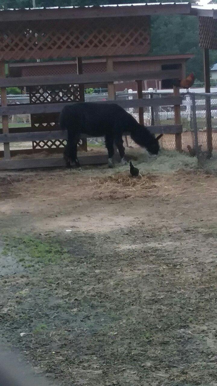 Livemon Park & Mini Zoo