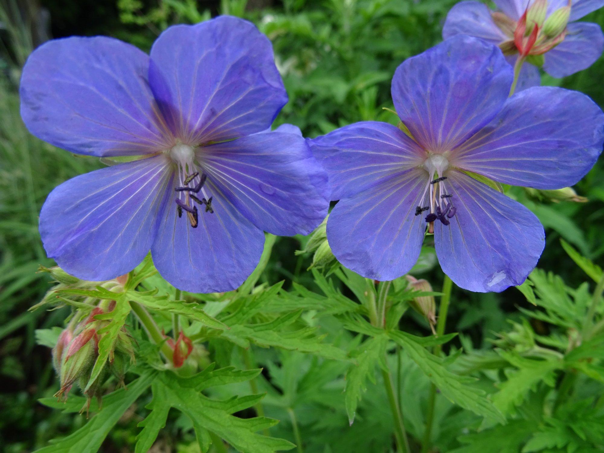 Natuurmonument Corversbos