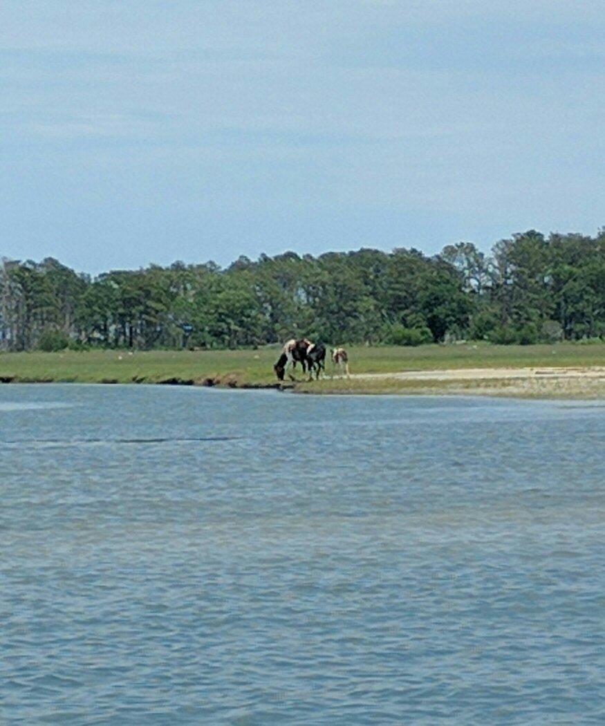 Barnacle Bill's Wild Pony Boat Tours