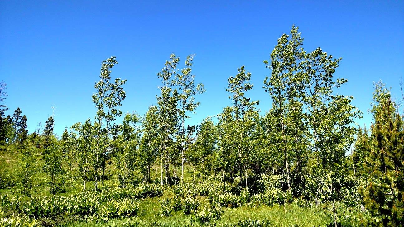 Steamboat Lake State Park