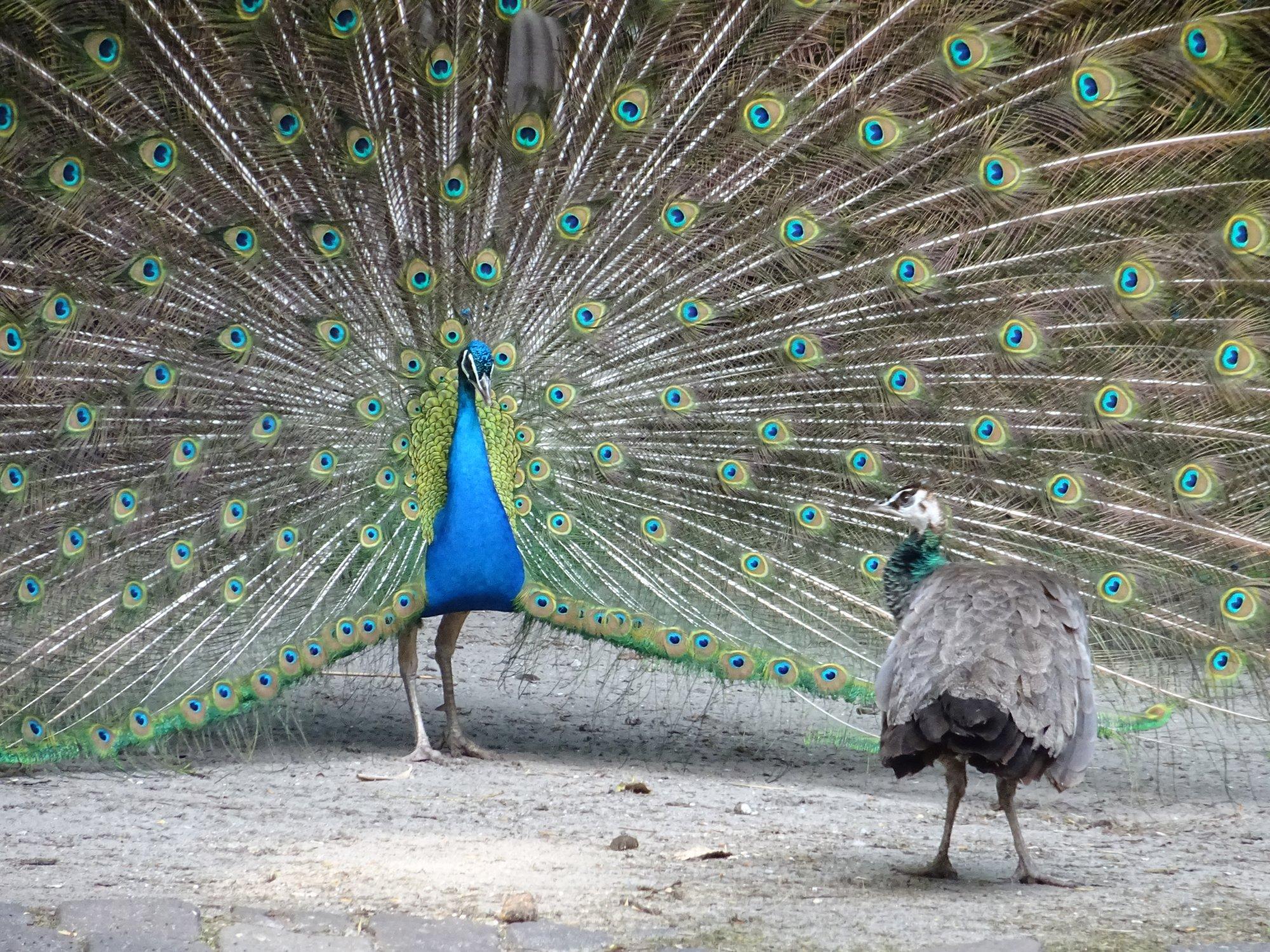 Kinderboerderij Dierendorp