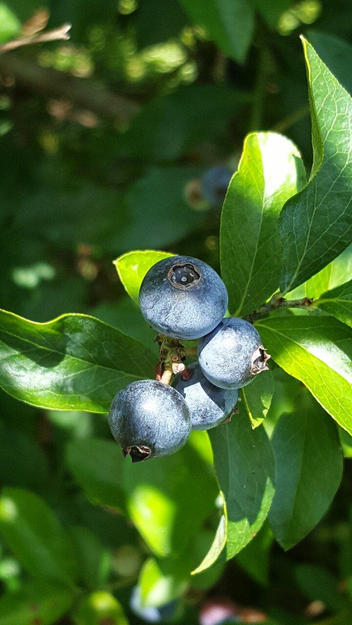 The Blueberry Place