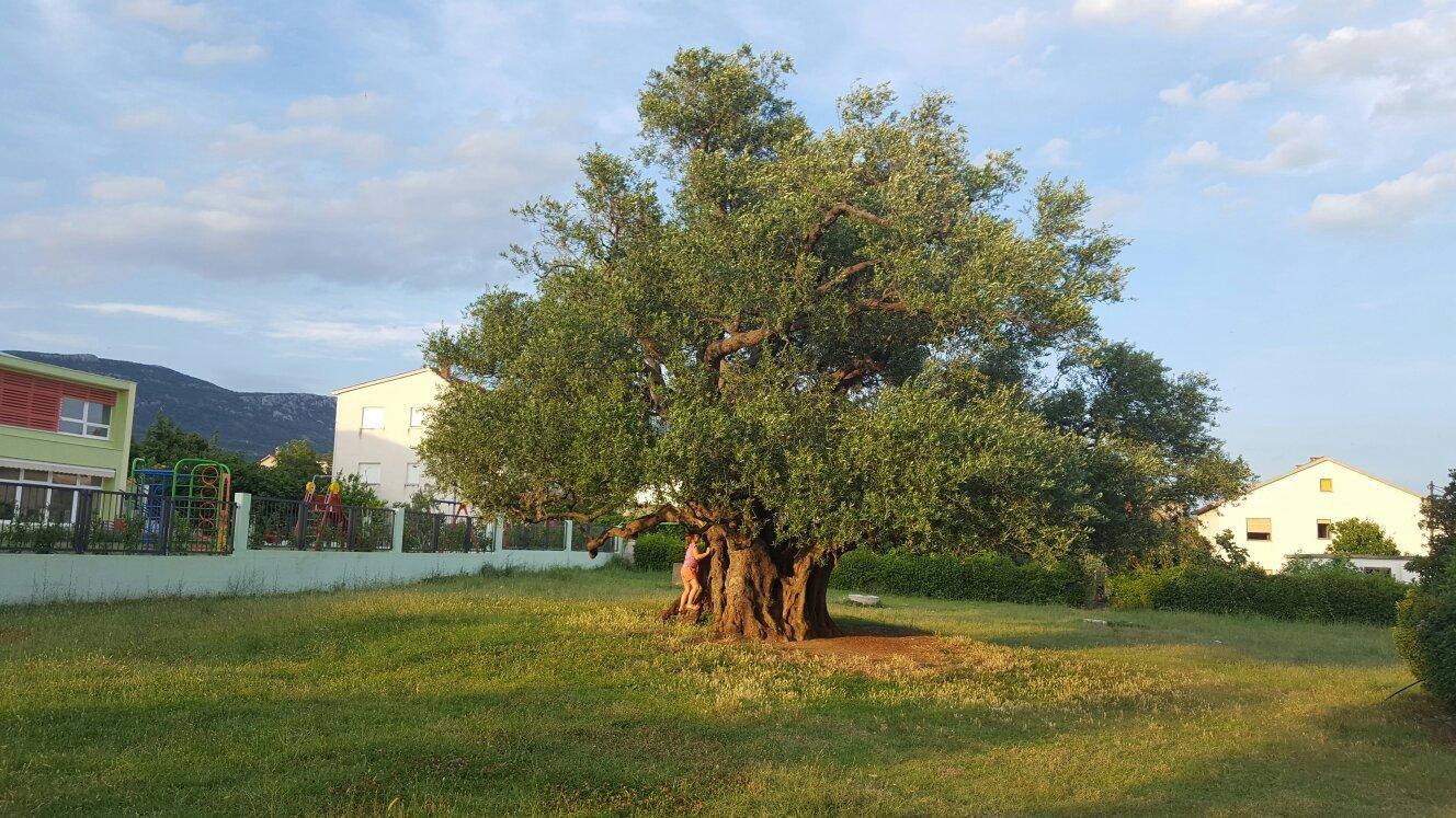Mastrinka - Old Olive Tree