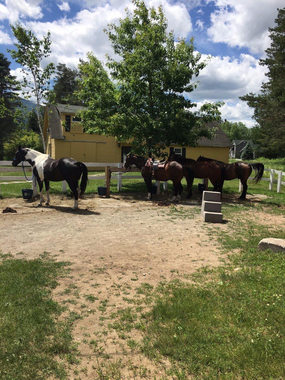 Franconia Notch Stables