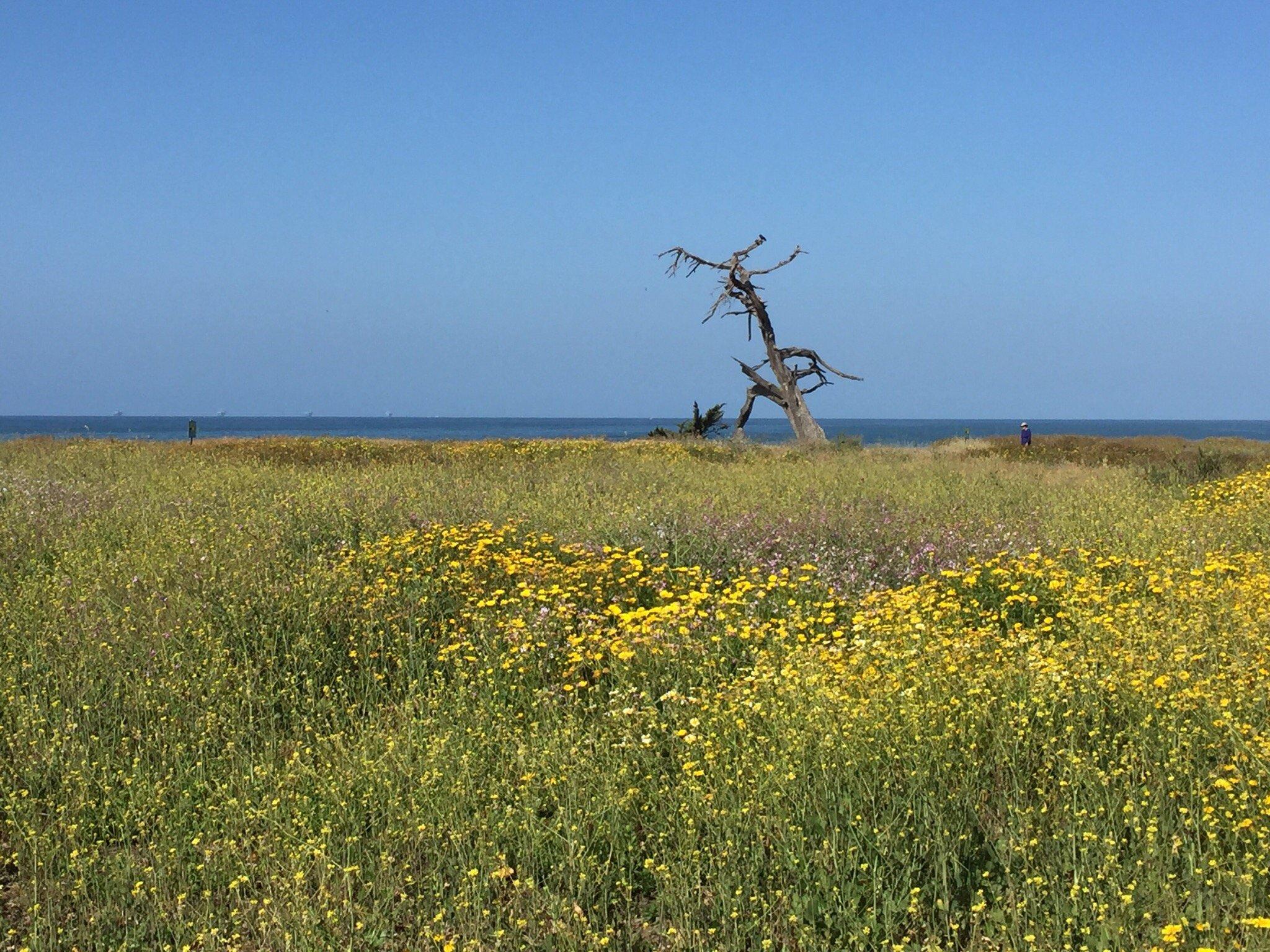 Carpinteria Bluffs Nature Preserve