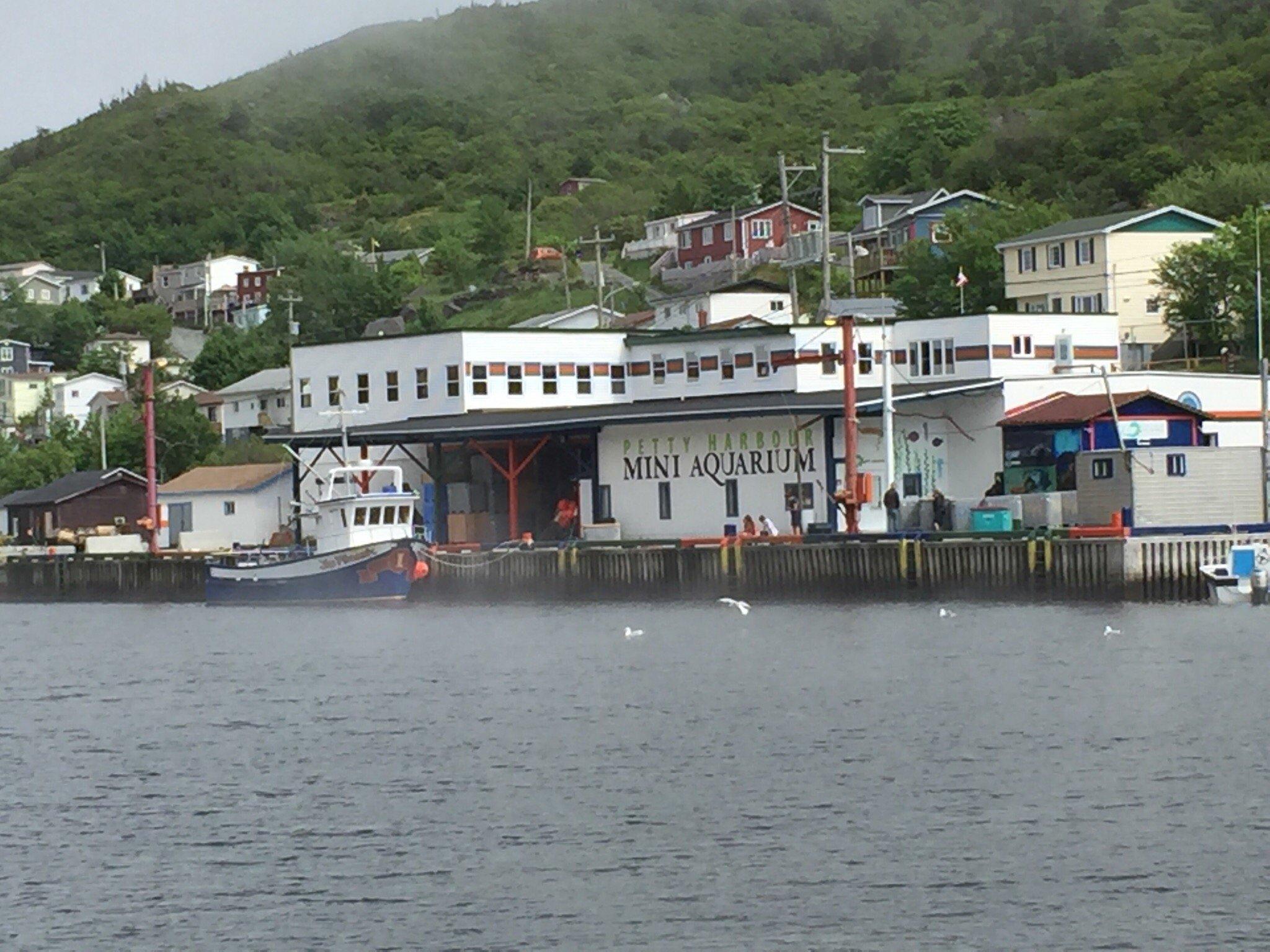 Petty Harbour Mini Aquarium