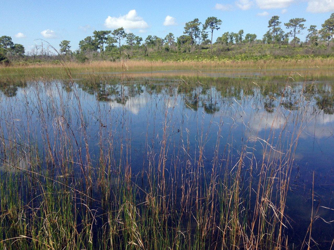 Allen David Broussard Catfish Creek Preserve State Park