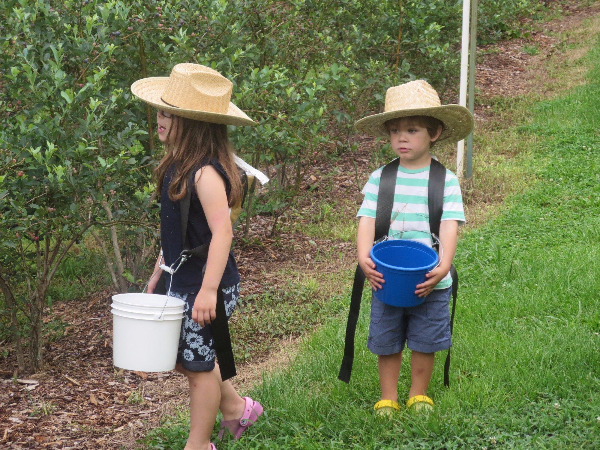 Cool Springs Blueberry Farm