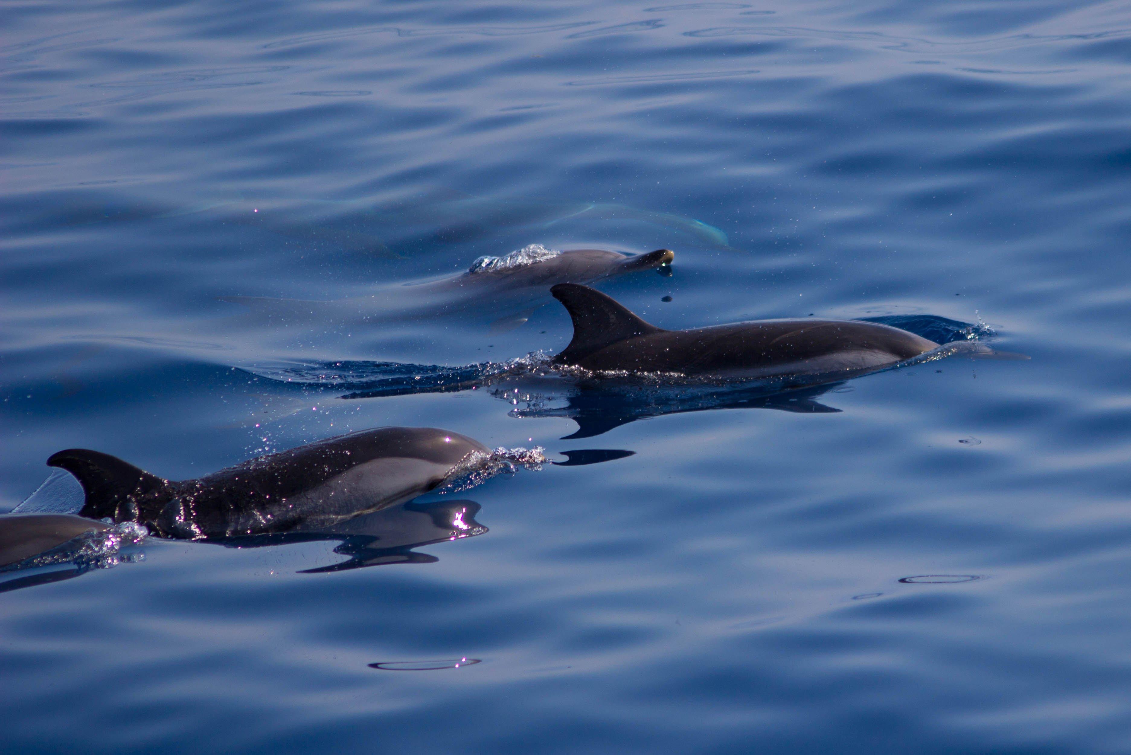 Affretement Maritime Villefranchois
