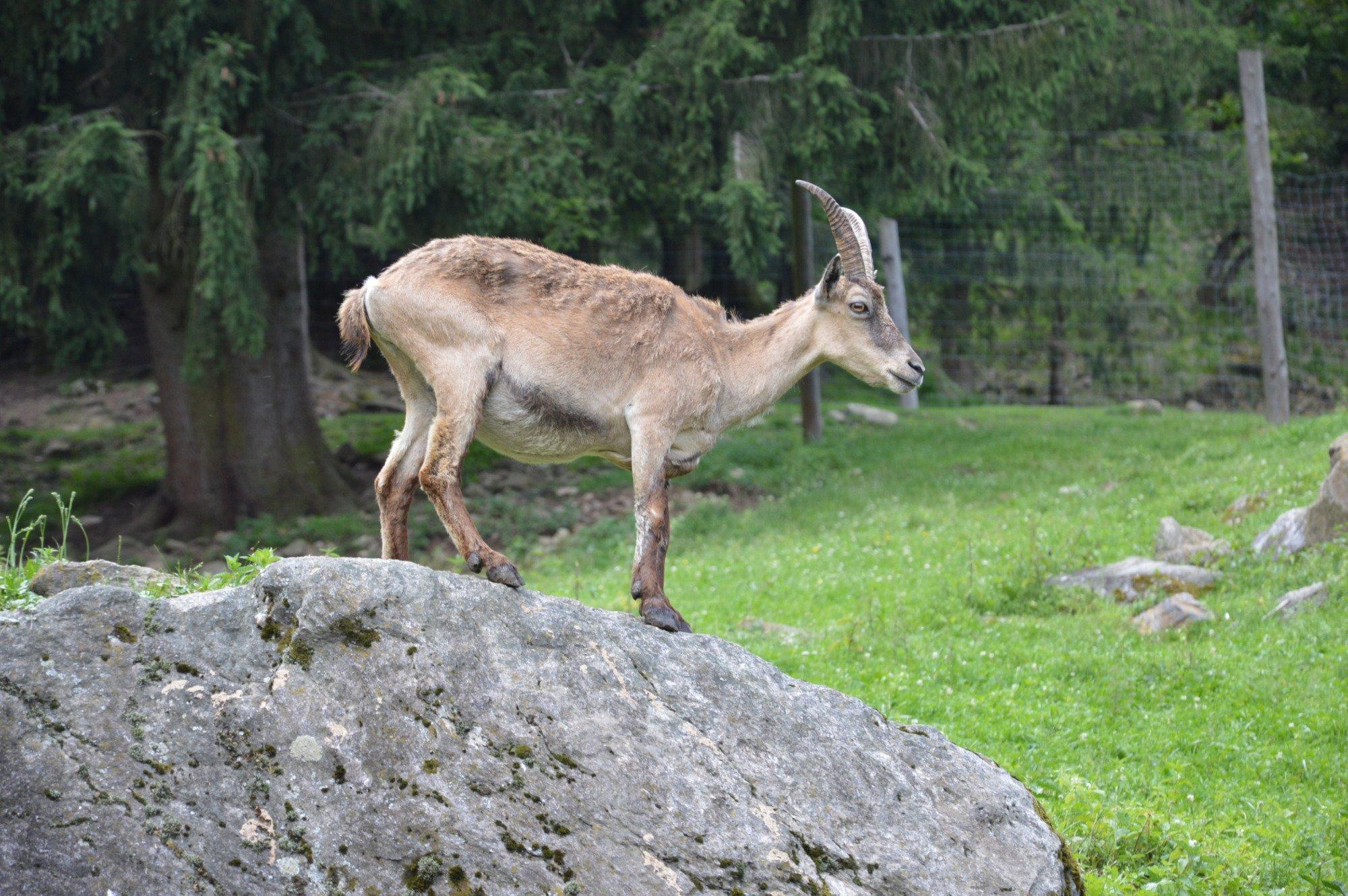 Alpen Wildpark