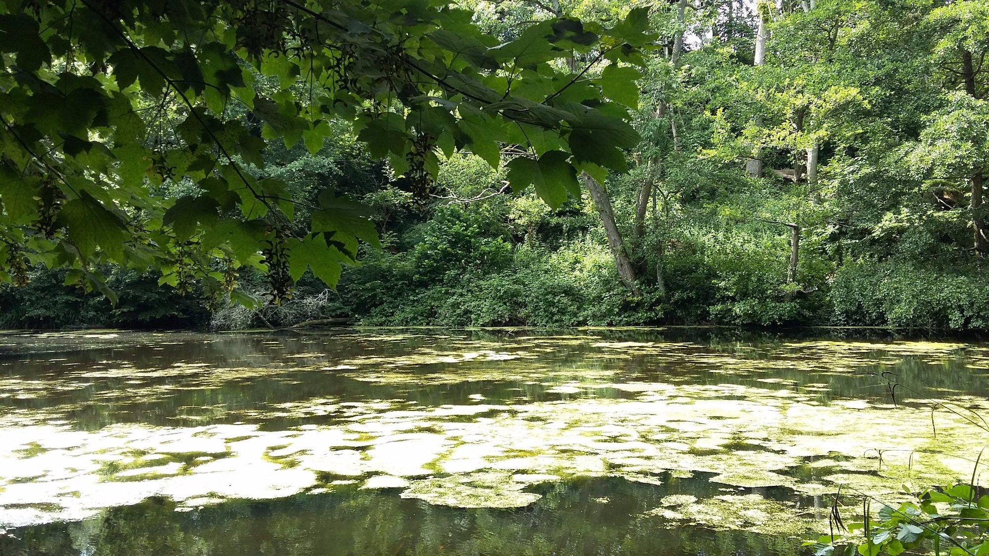 Brockhill Country Park