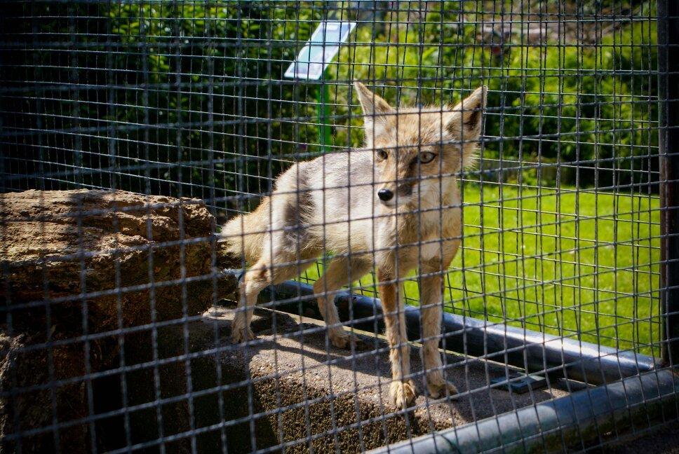 Dierentuin Animal Farm