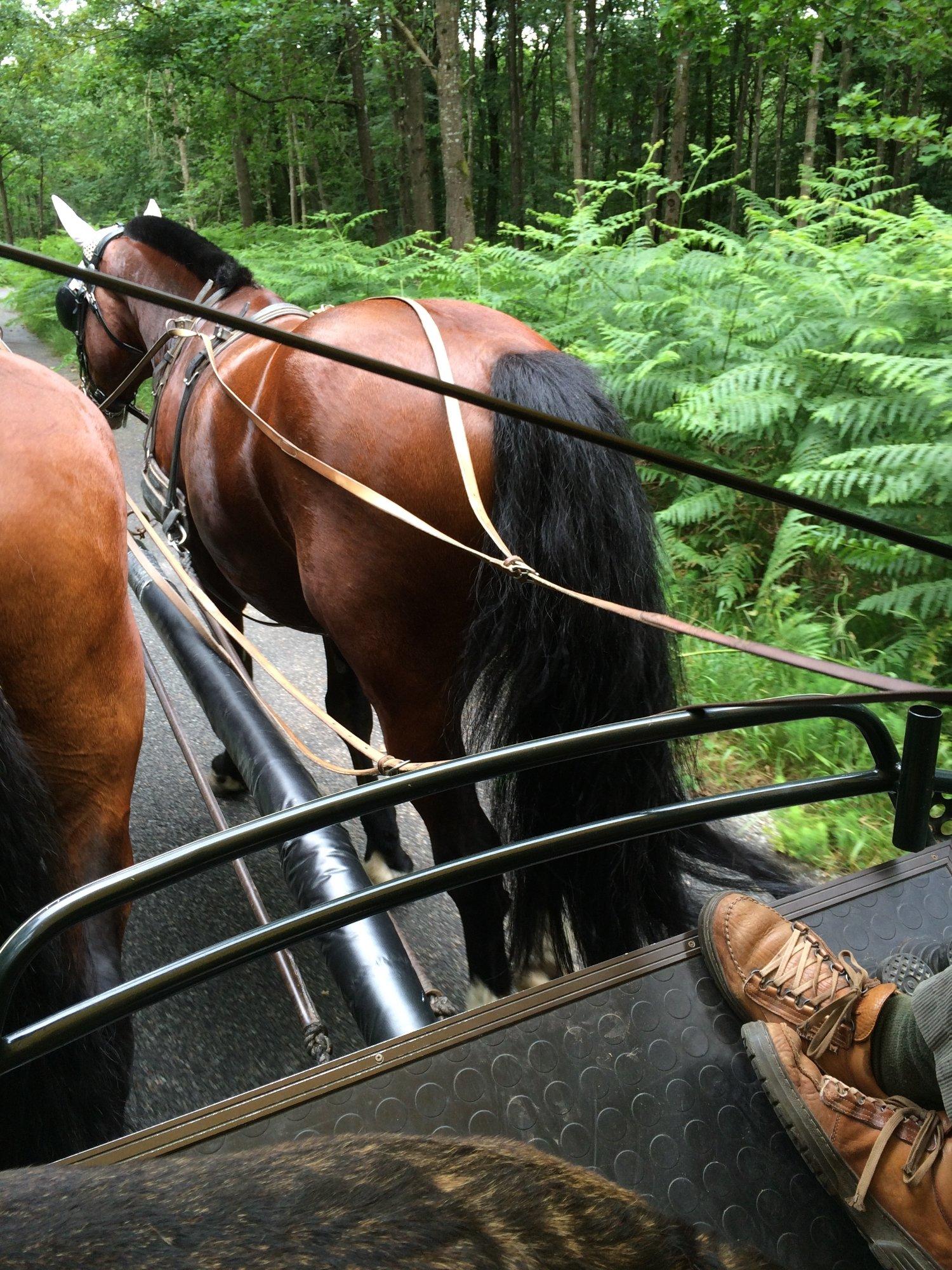 Attelages de Fontainebleau
