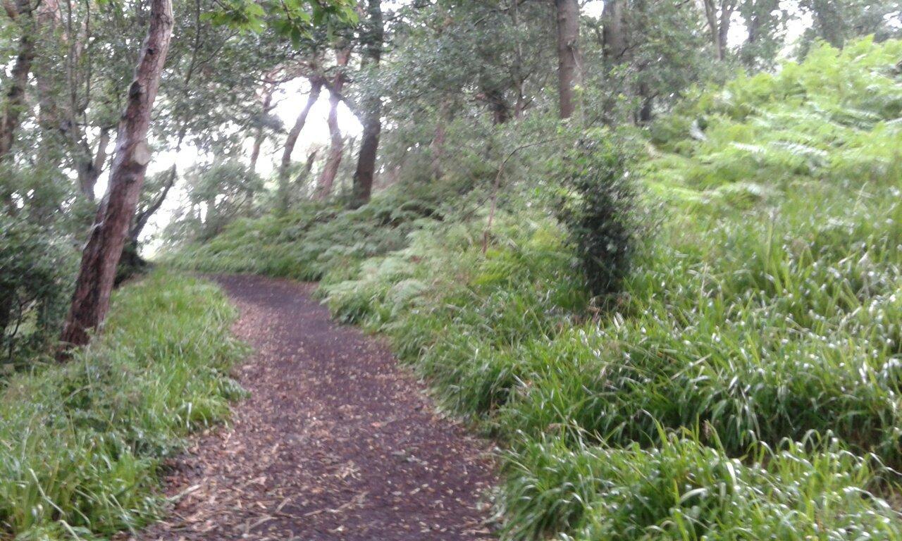 Bodlondeb Woods Local Nature Reserve