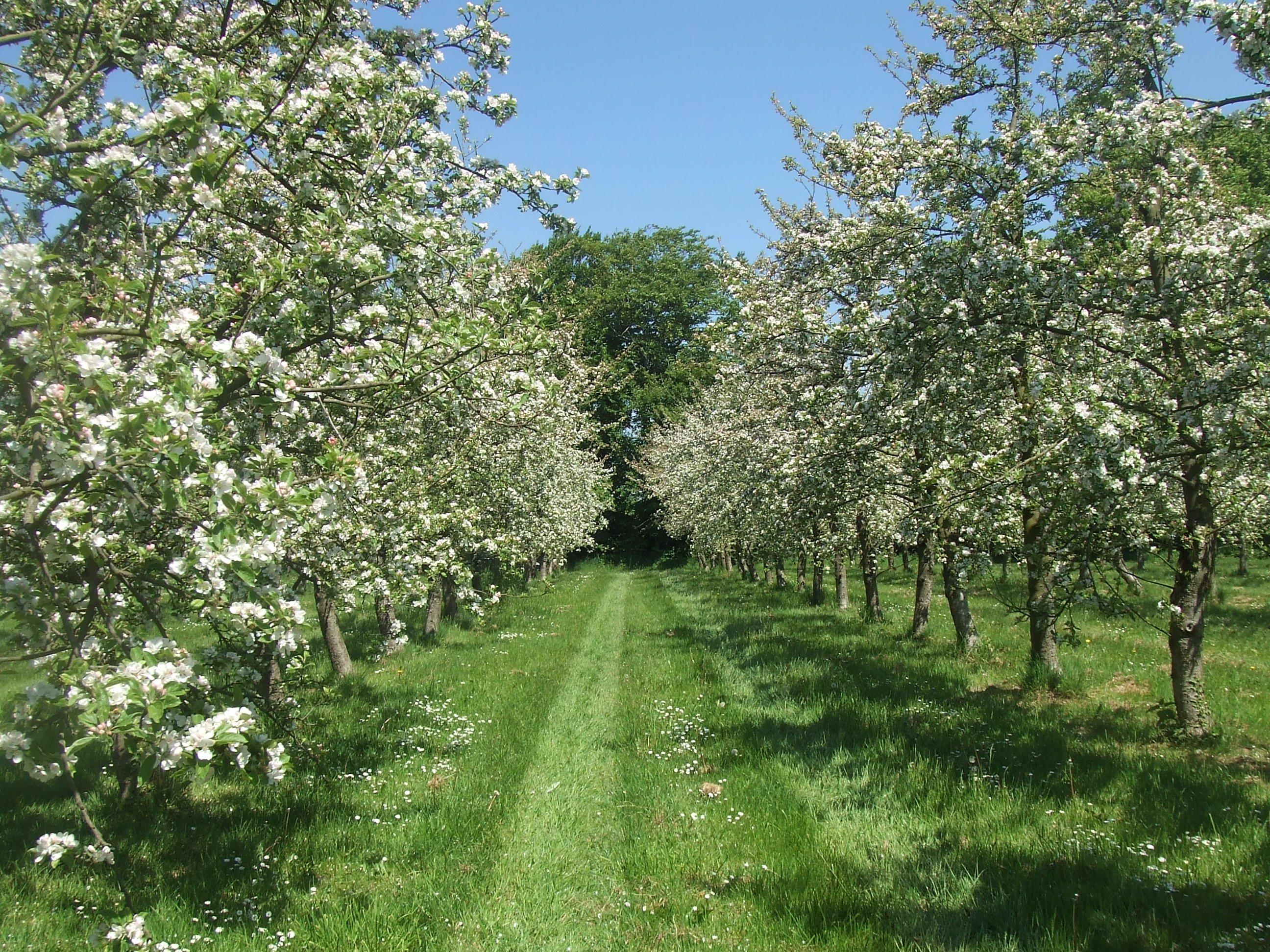 Cidrerie Le Père Mahieu