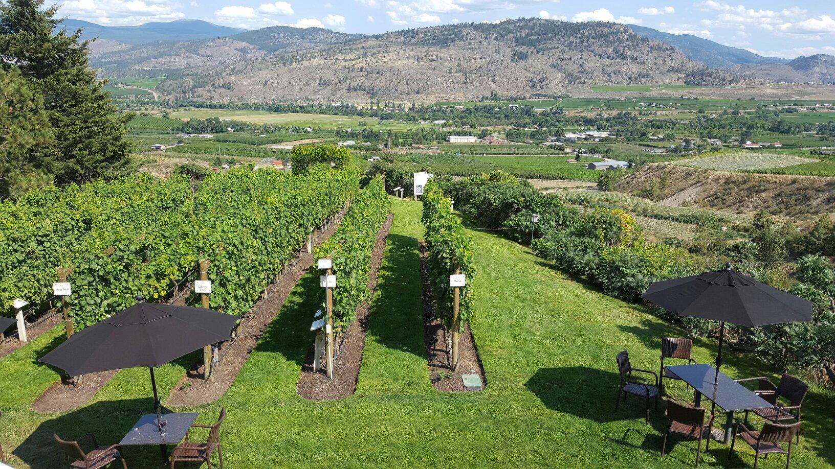 Tinhorn Creek Vineyards