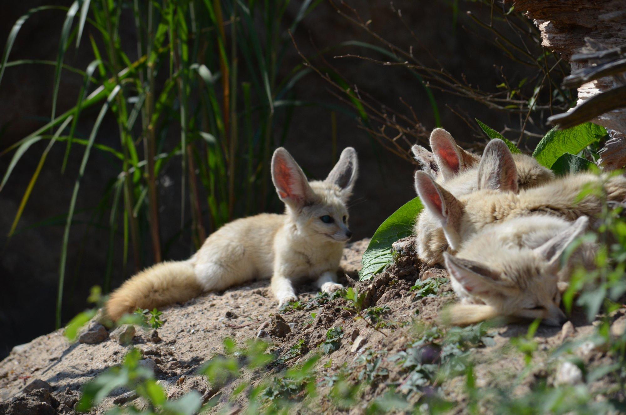 Les Jardins Animaliers Biotropica
