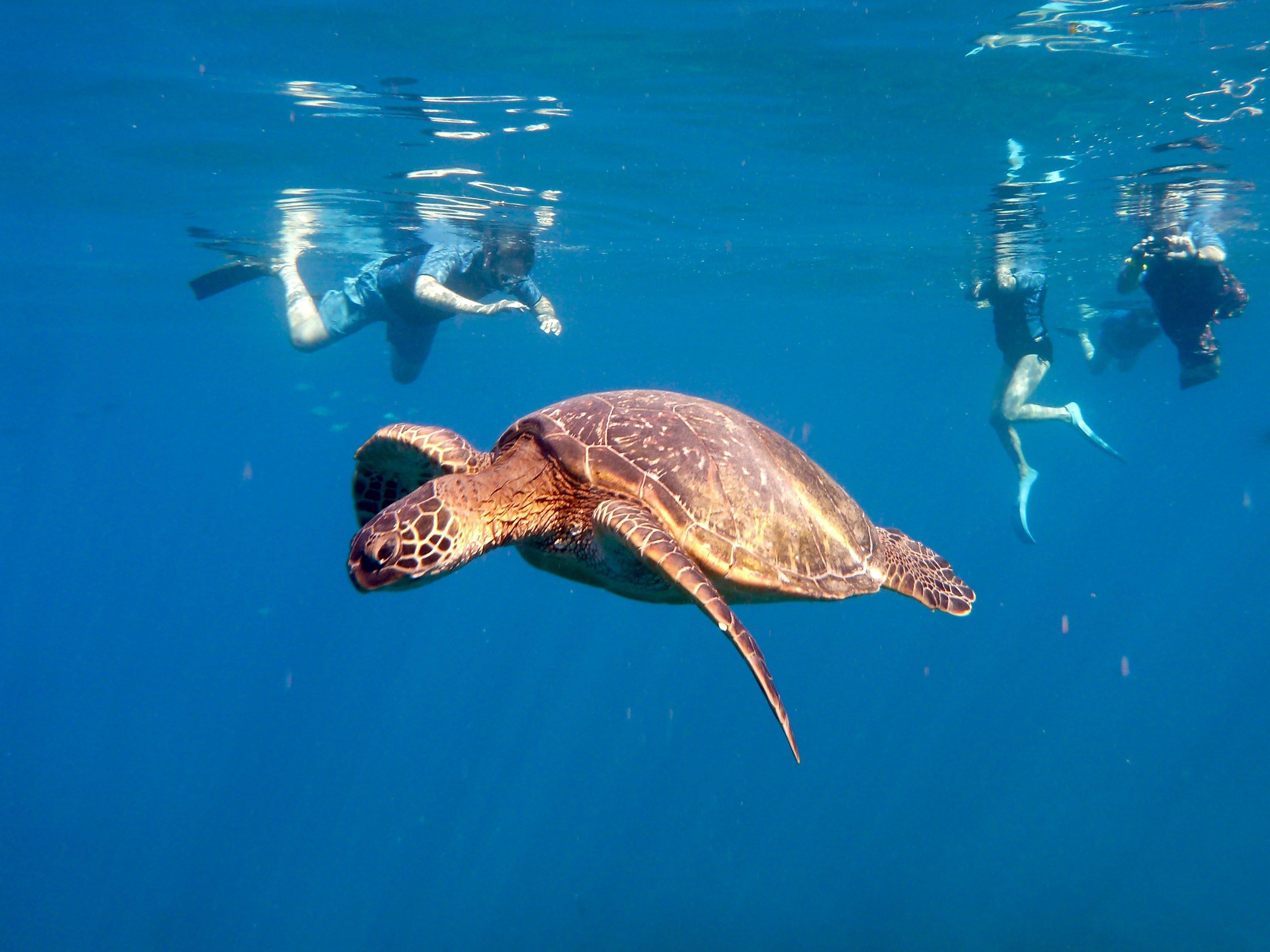 Kauai Sea Rider Snorkel & Whale Watching Tours